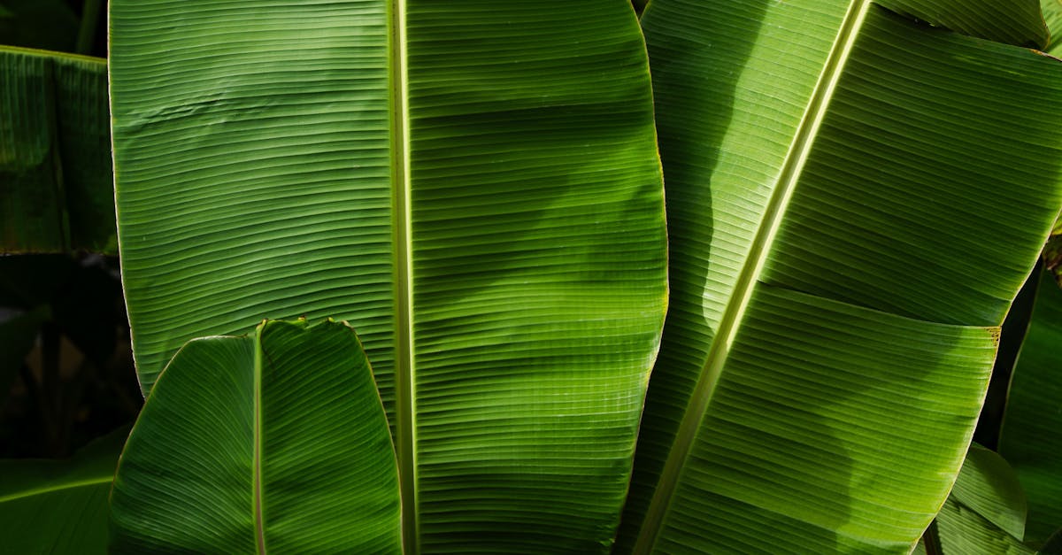 The Ultimate Guide to Growing and Caring for Alocasia Wentii Variegated Indoors