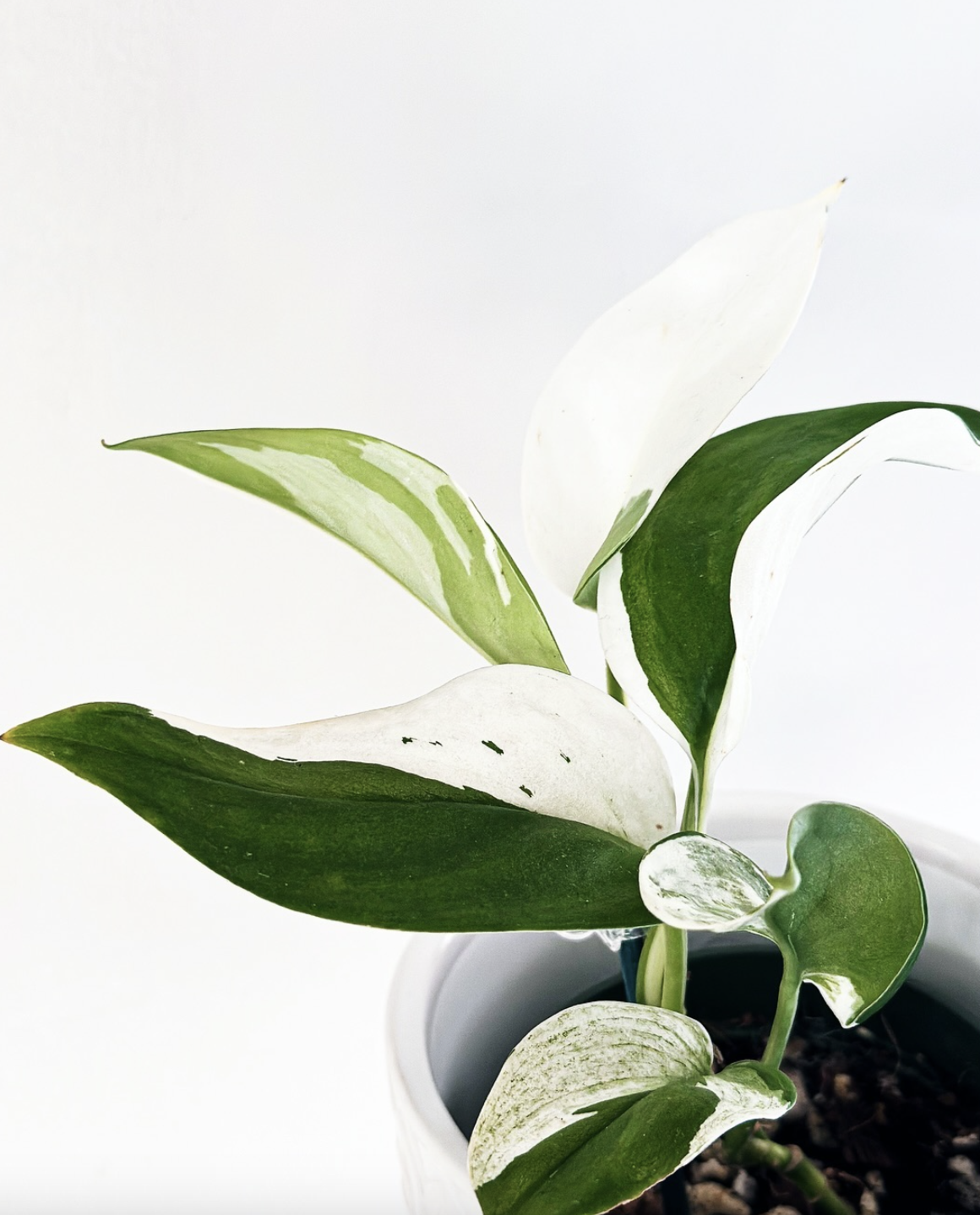 Scindapsus