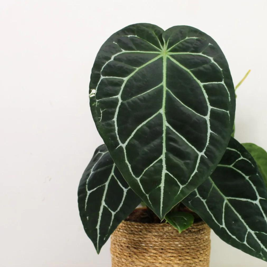 Anthuriums