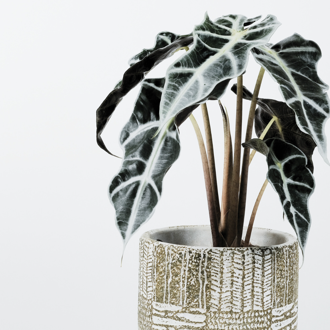 Alocasias