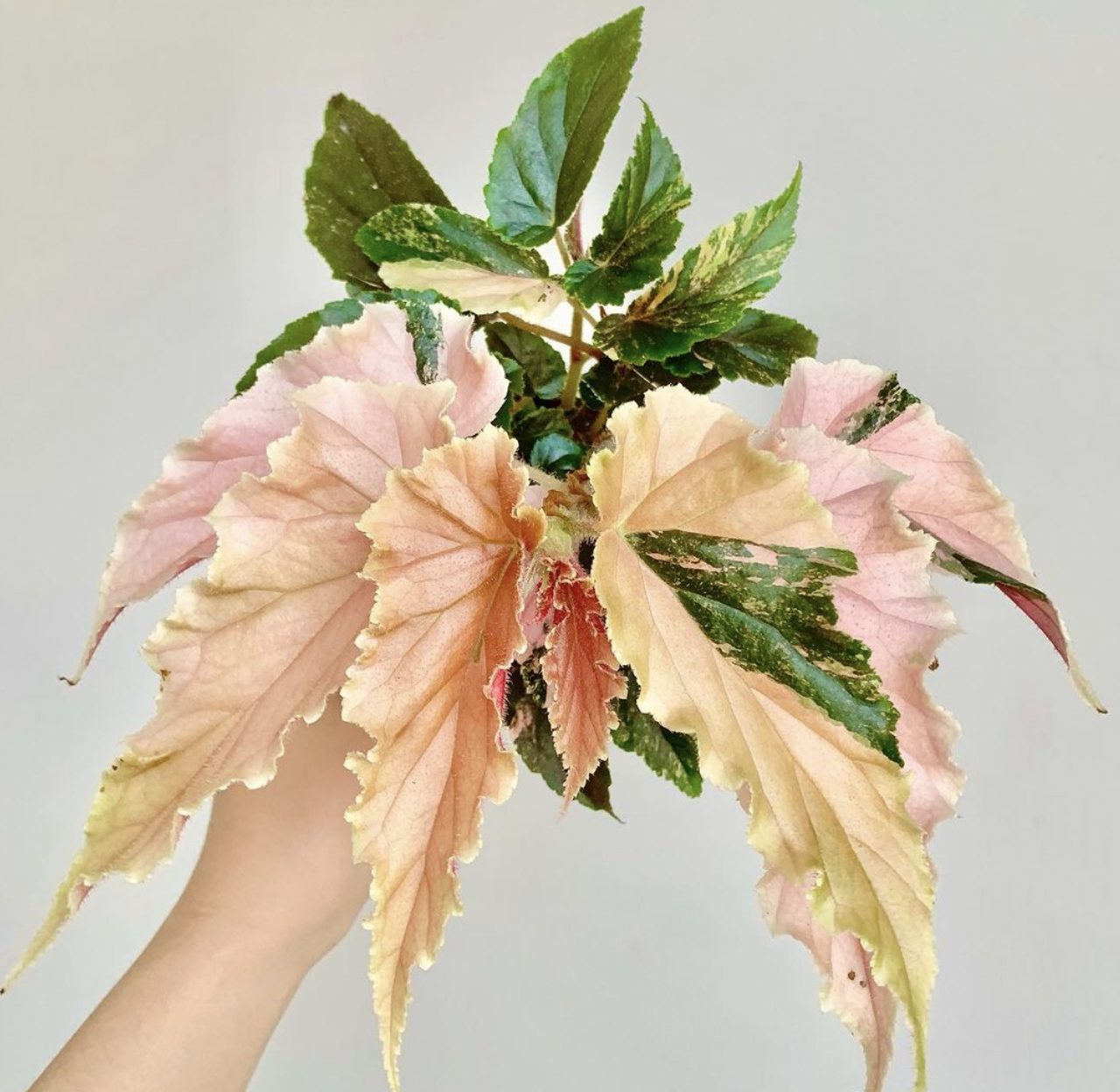 Begonias