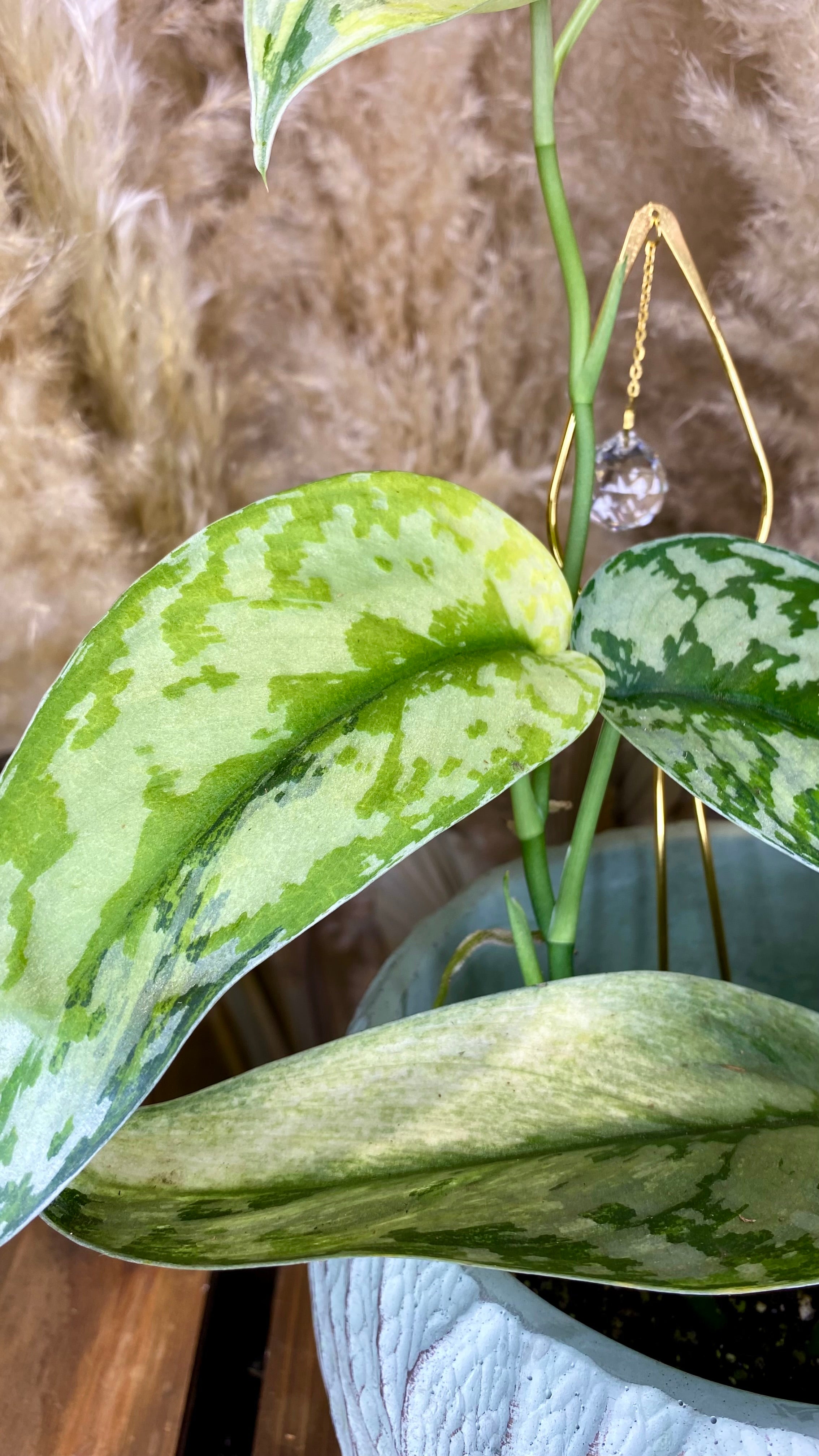 Scindapsus Lakambini Variegated (WS02)