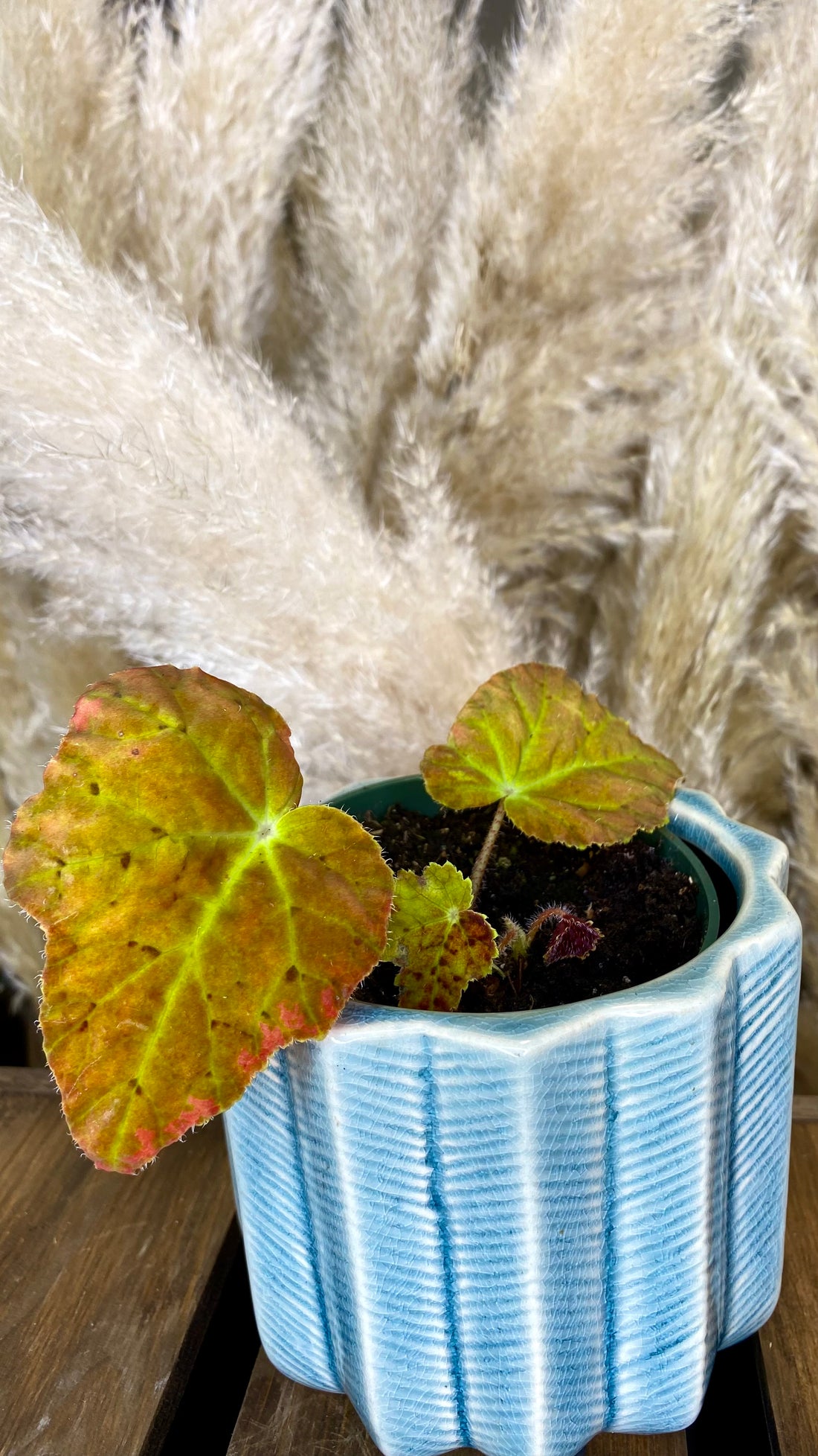 Antumn Ember Begonia