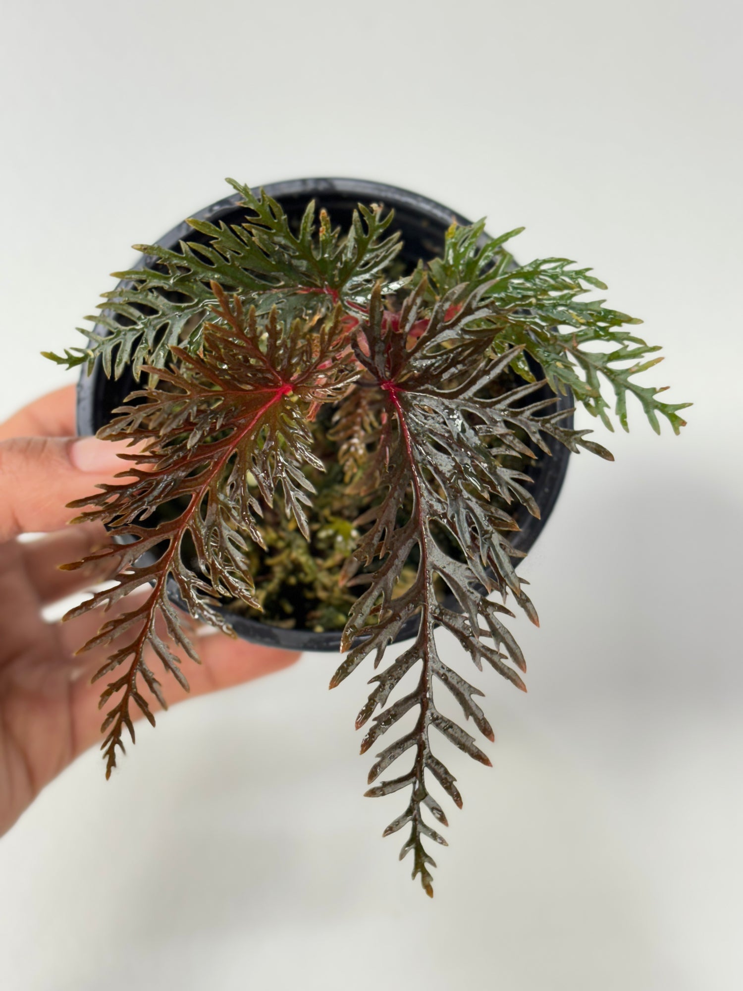 Begonia Bipinnatifida