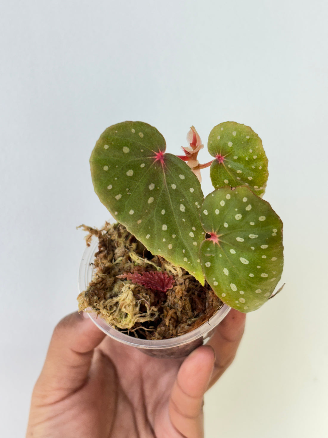 Begonia malachosticta