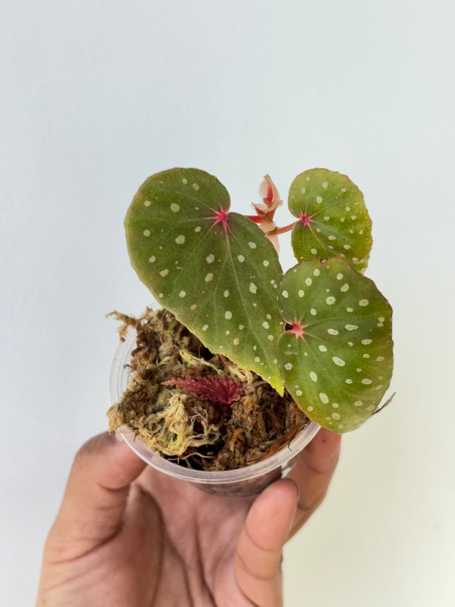 Begonia malachosticta