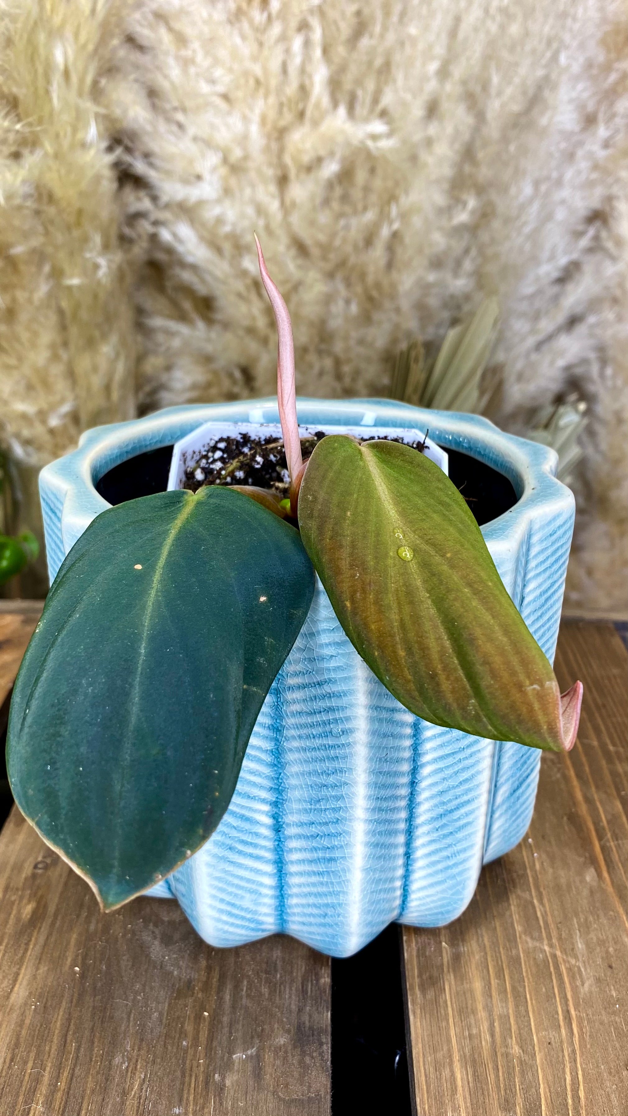Philodendron Gigas (WPO69)