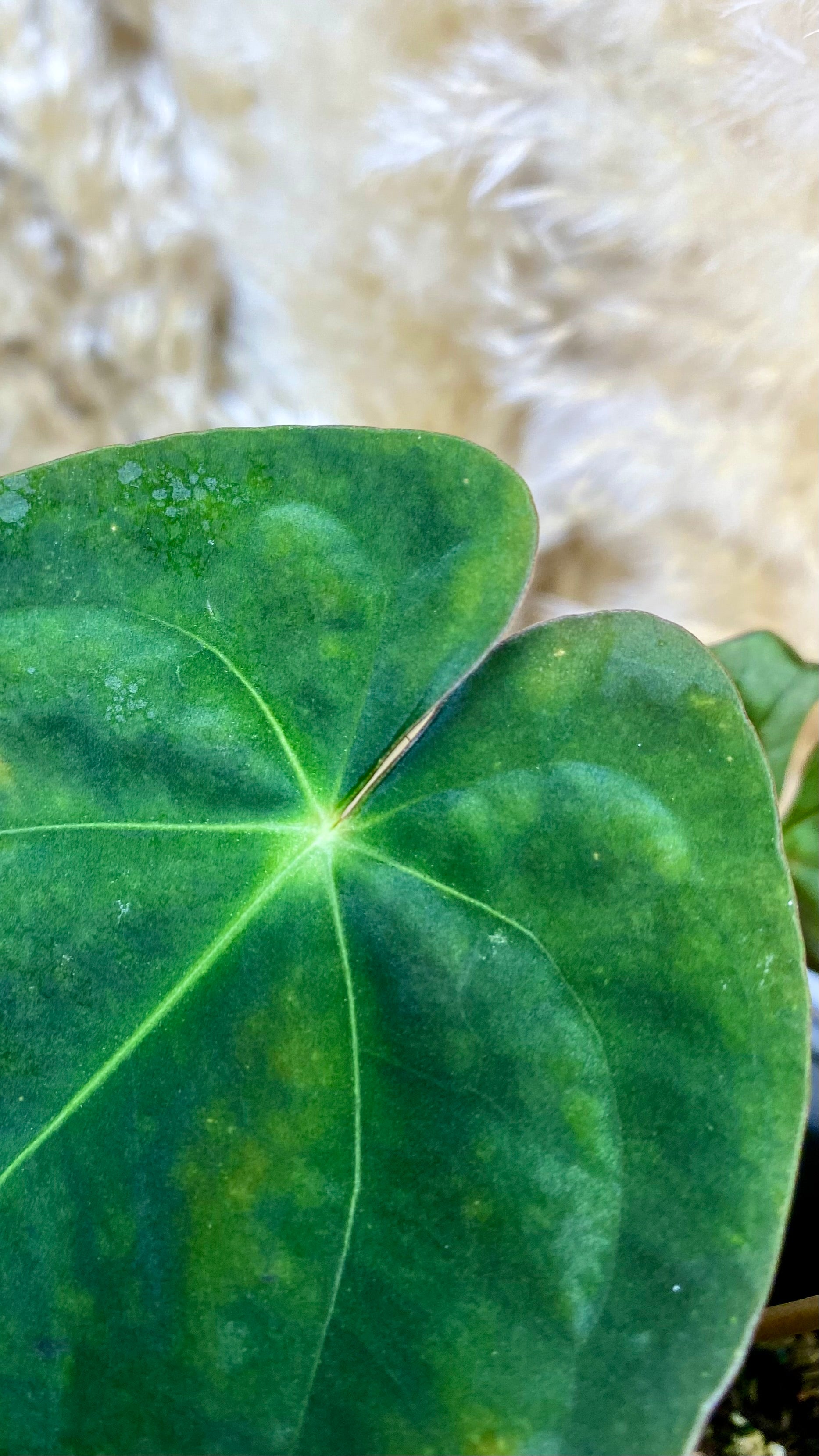 Anthurium Papillilaminum (WA45)