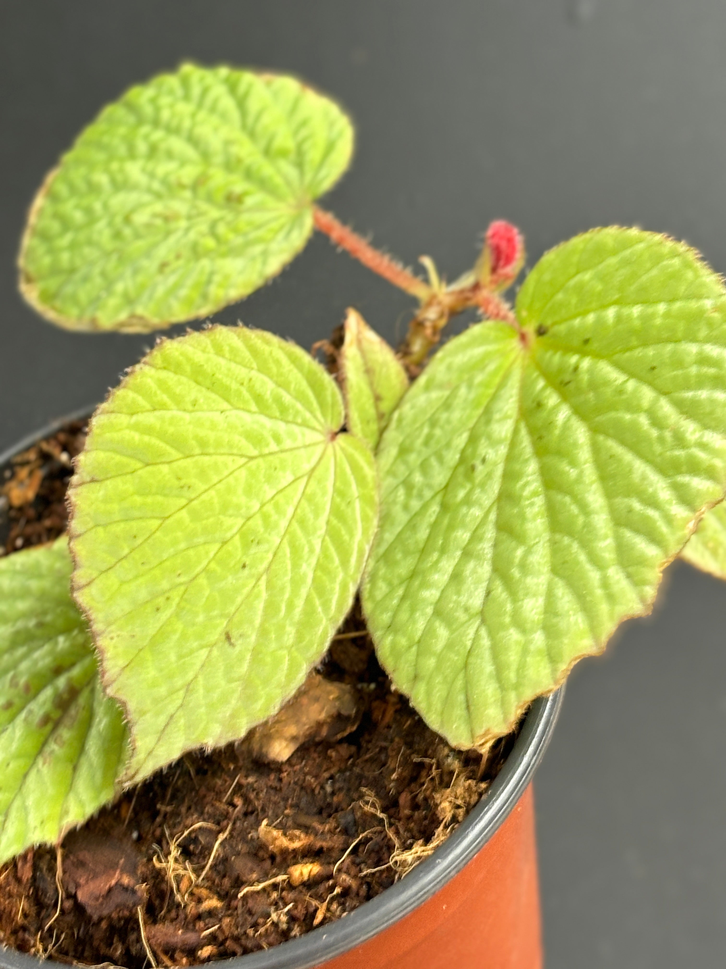 Begonia Aketajawensis