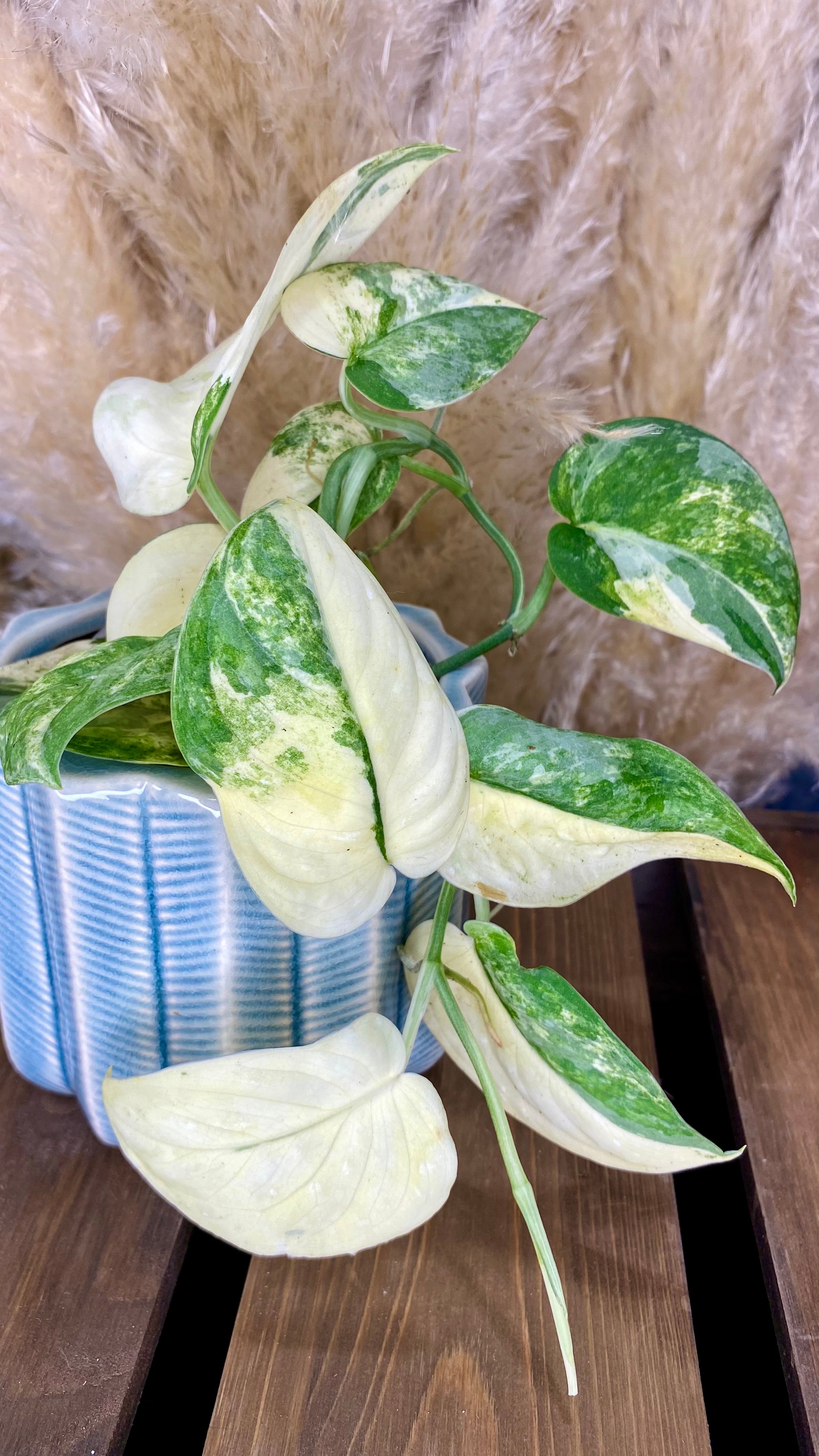 Scindapsus Mangurai 4” W10