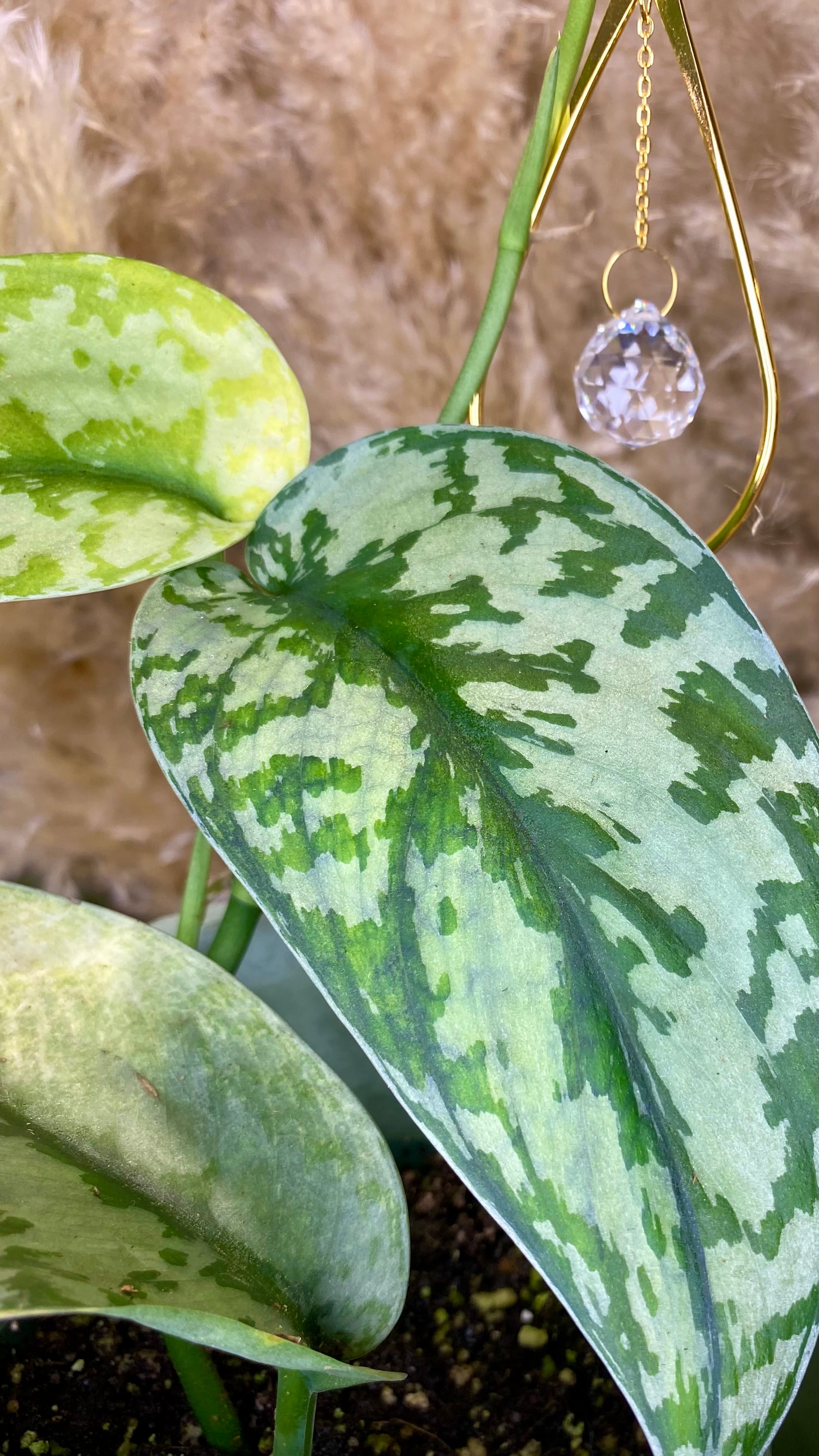 Scindapsus Lakambini Variegated (WS02)