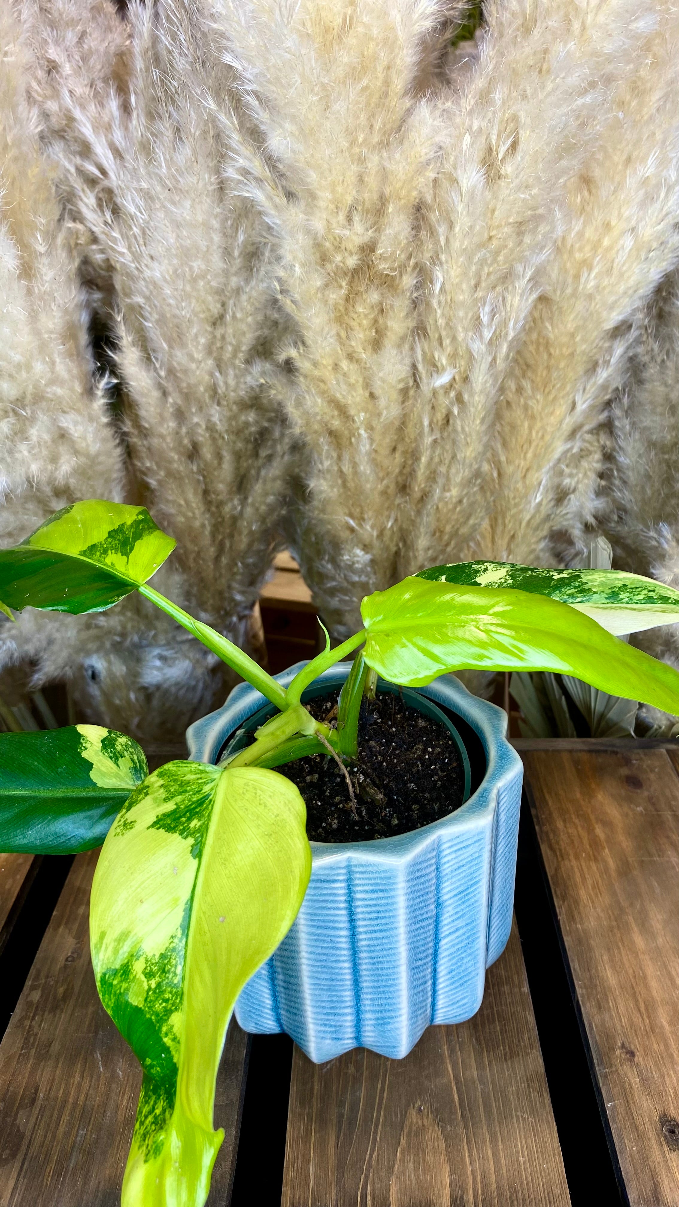 Philodendron Domesticum Variegated