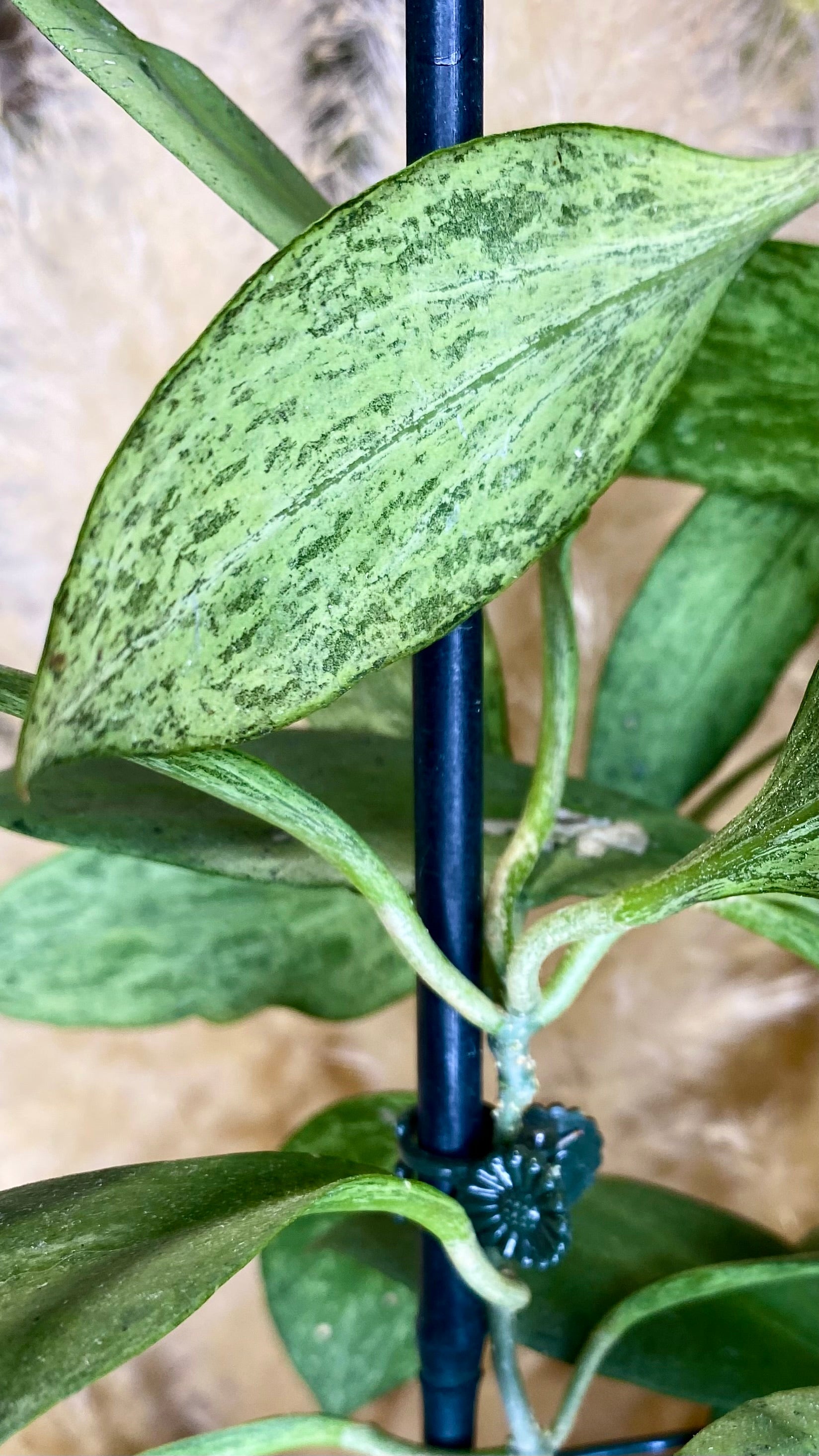 Hoya New Guinea Ghost Large