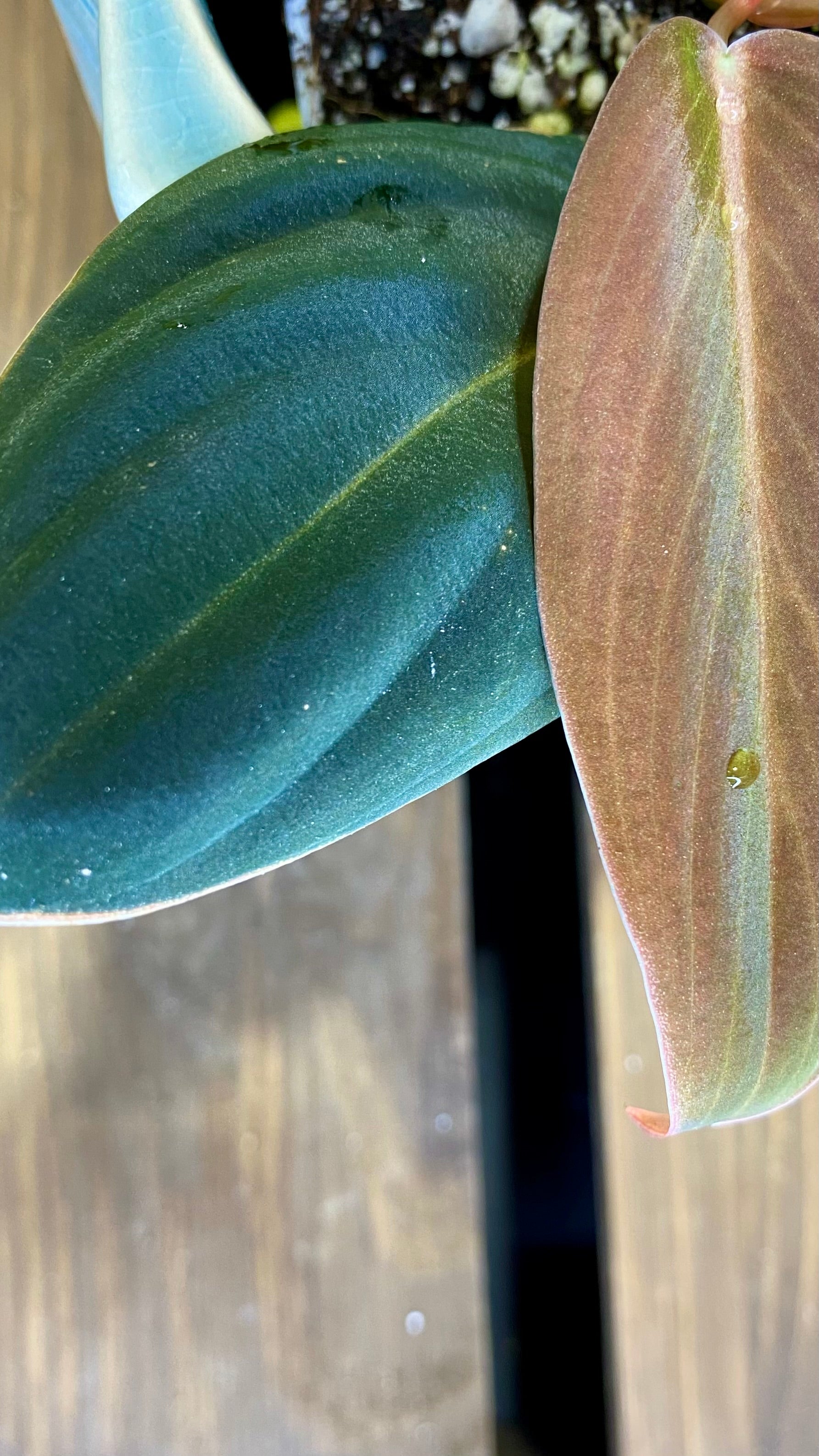 Philodendron Gigas (WP065)