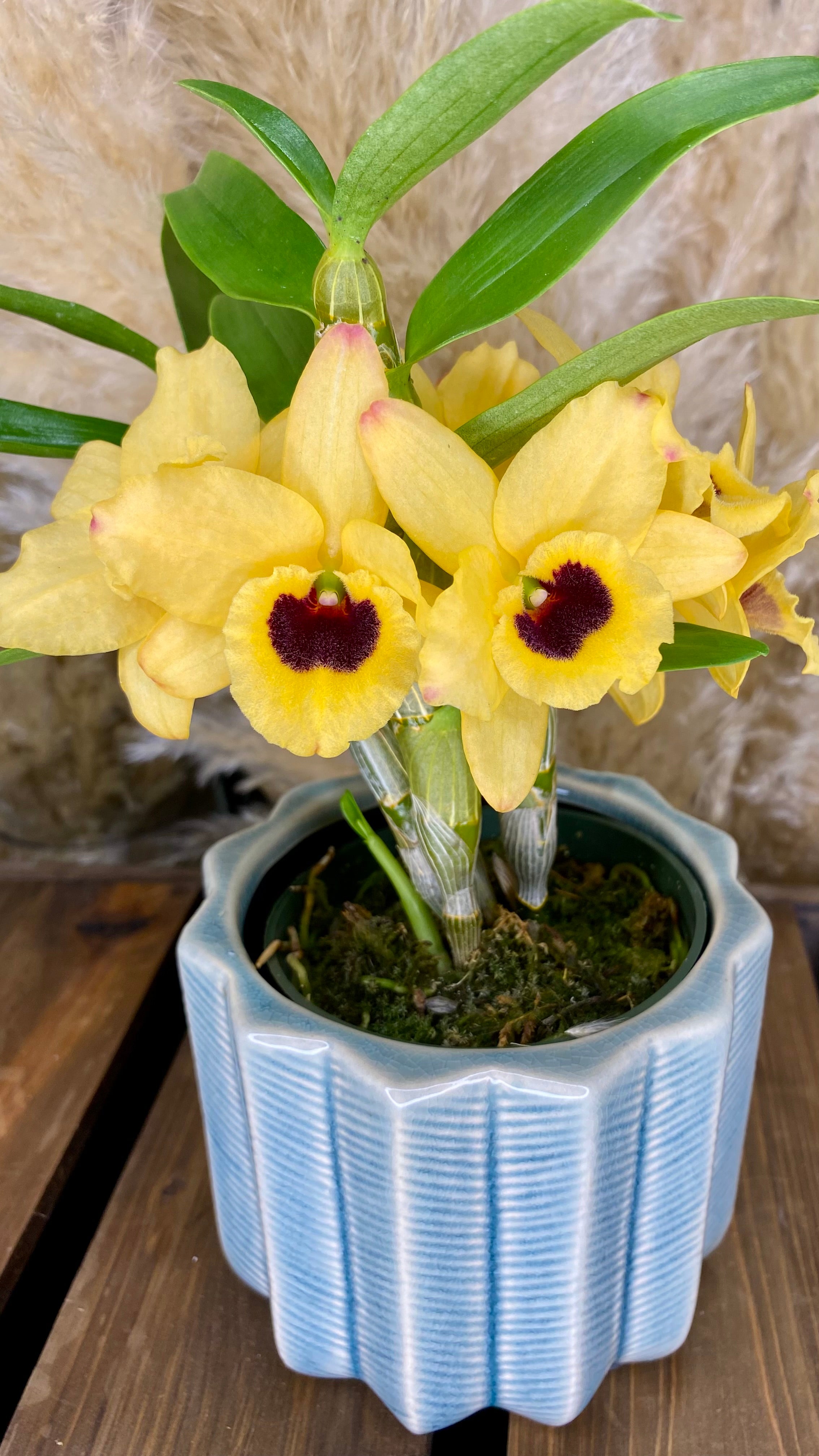 Dendrobium Orchid 4” W14