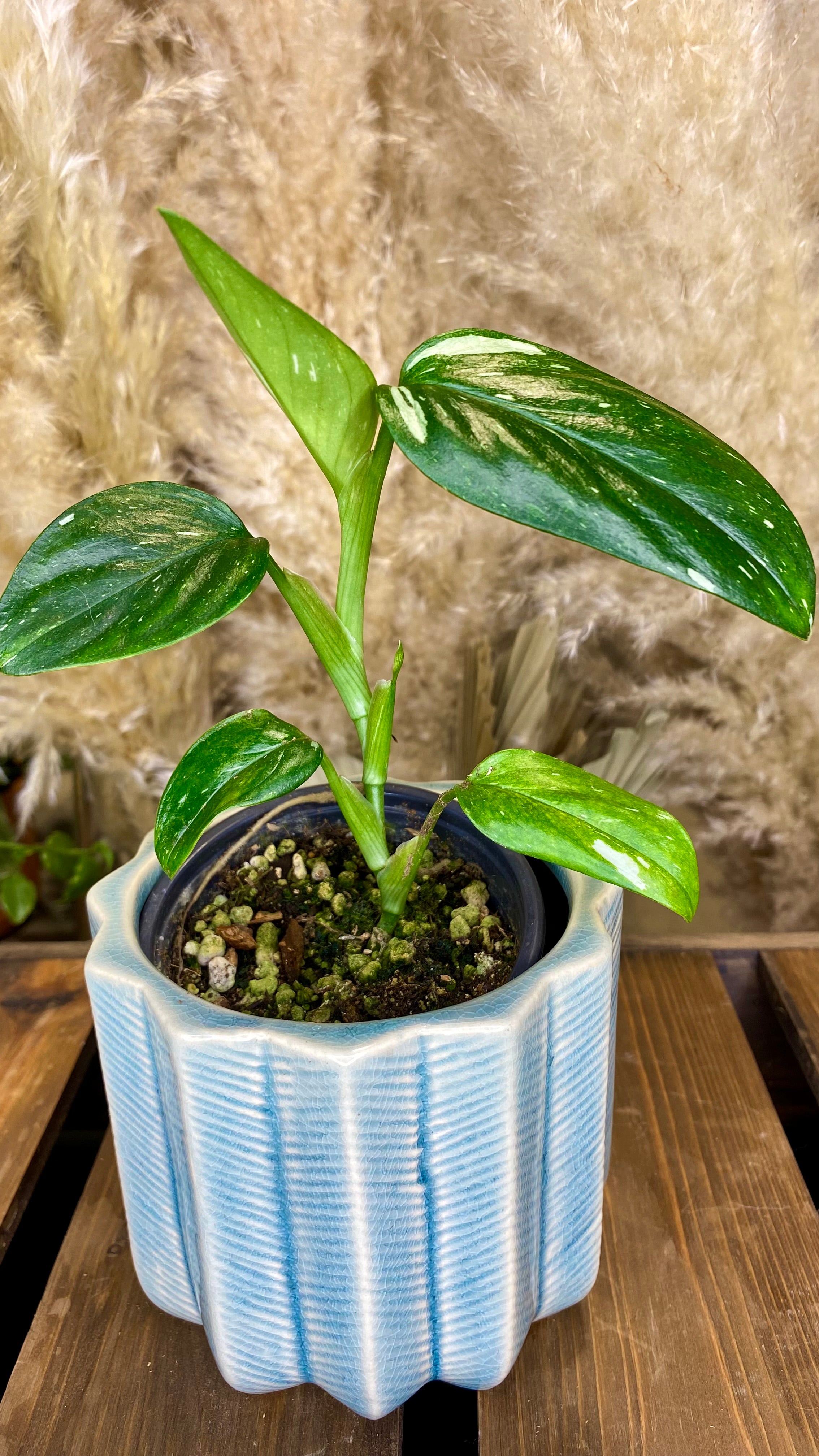 Monstera Standleyana Albo