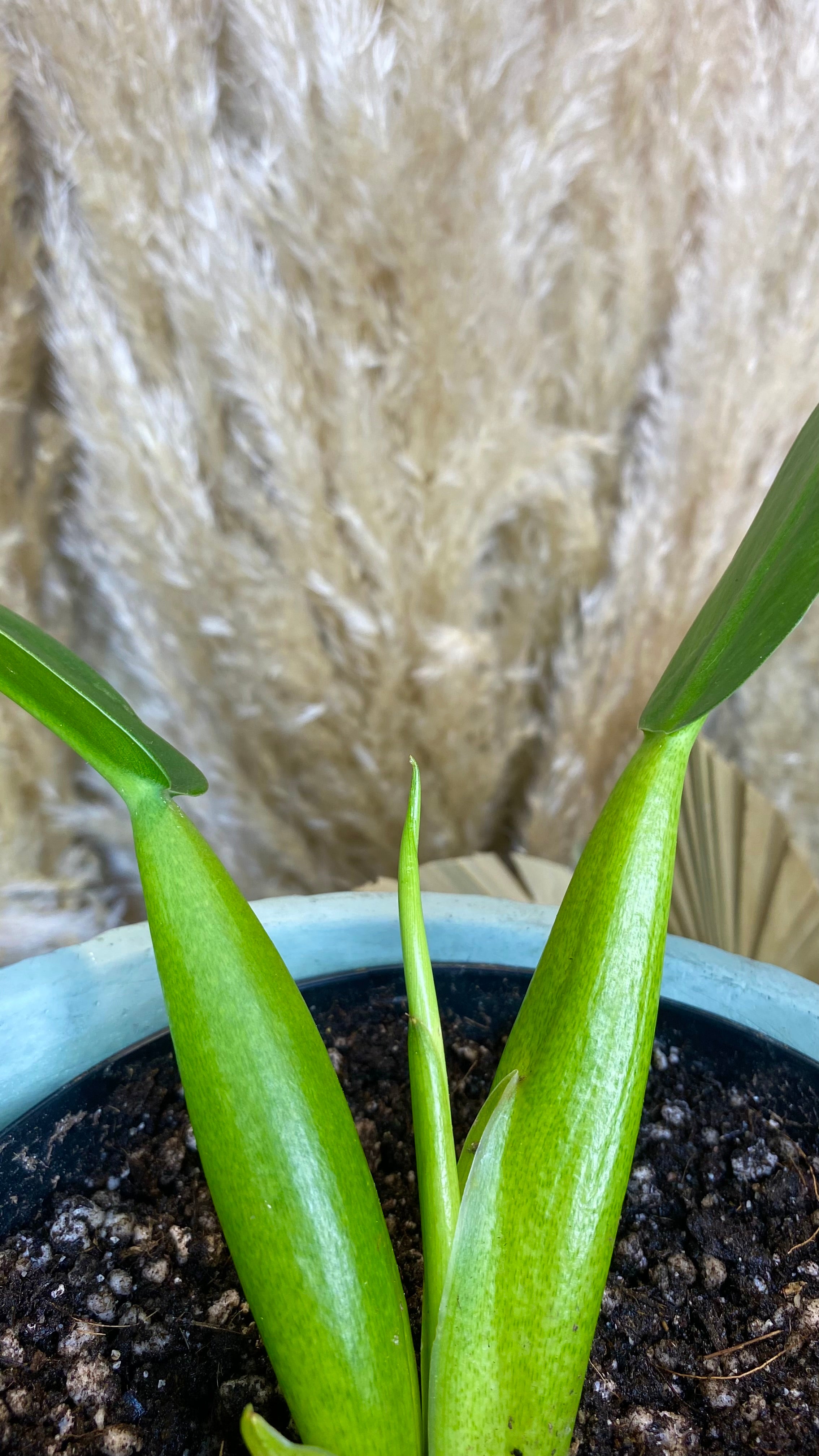 Philodendron Martianum Fat Boy