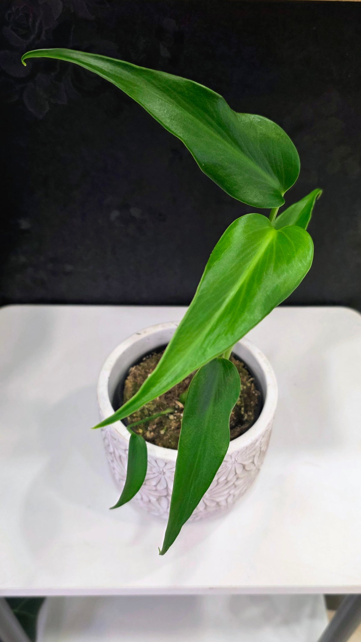 Monstera Burle Marx Flame 4"