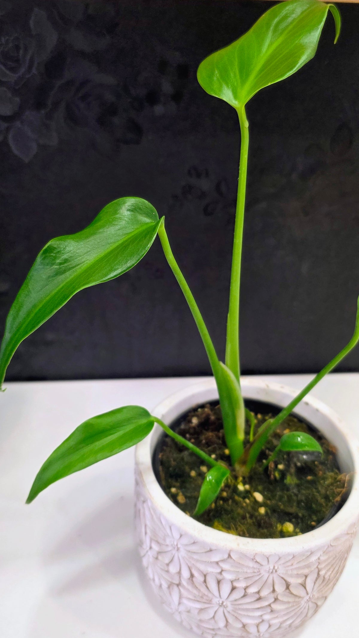 Monstera Burle Marx Flame 4"