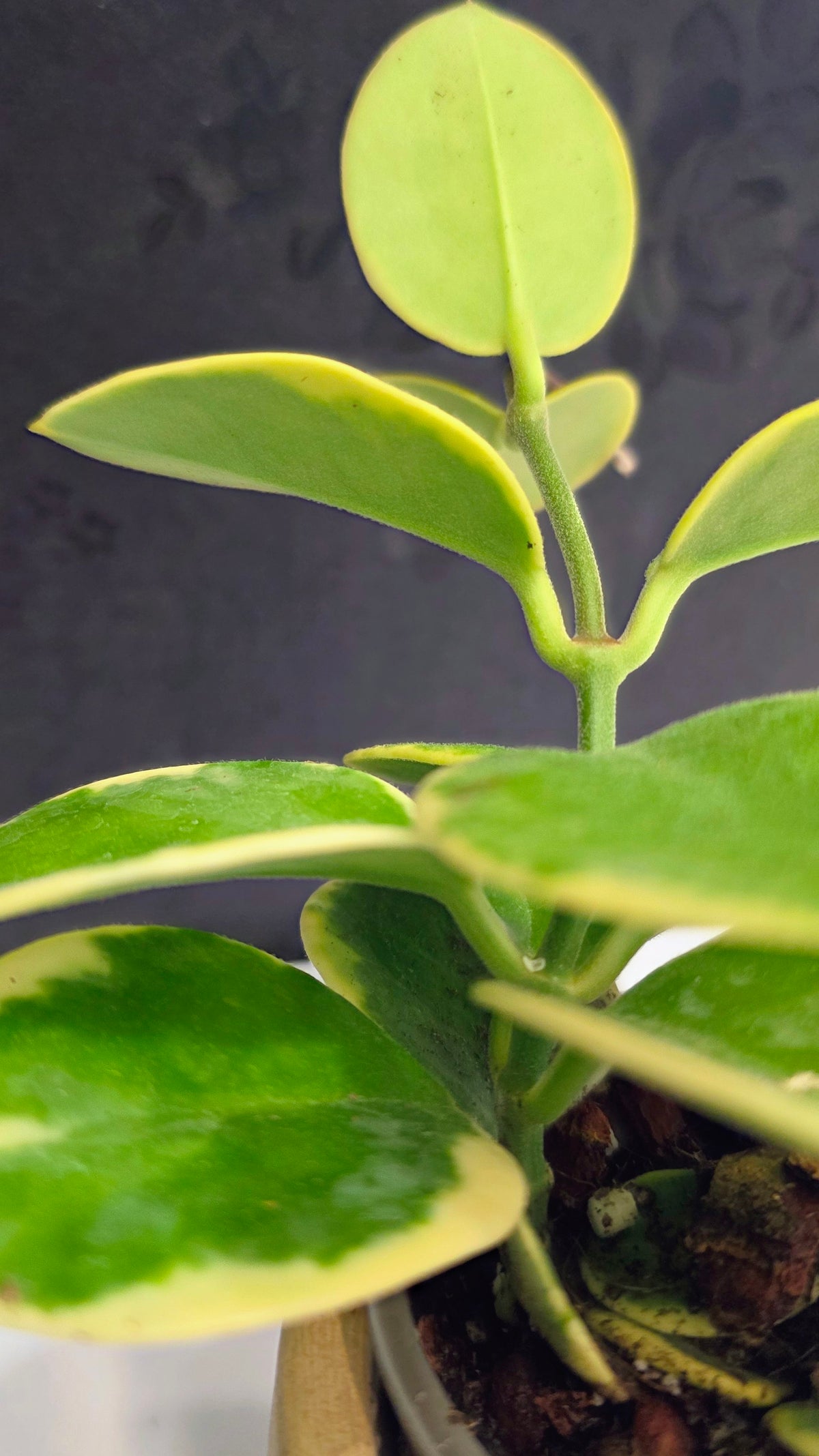 Hoya Australis Albomarginata 3.75"