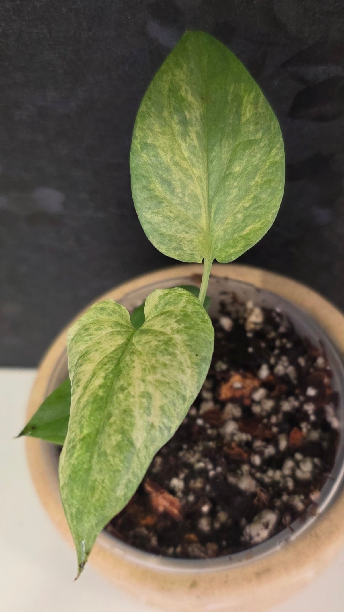 Amydrium Medium Silver Galaxy (aka Spiderman Monstera)