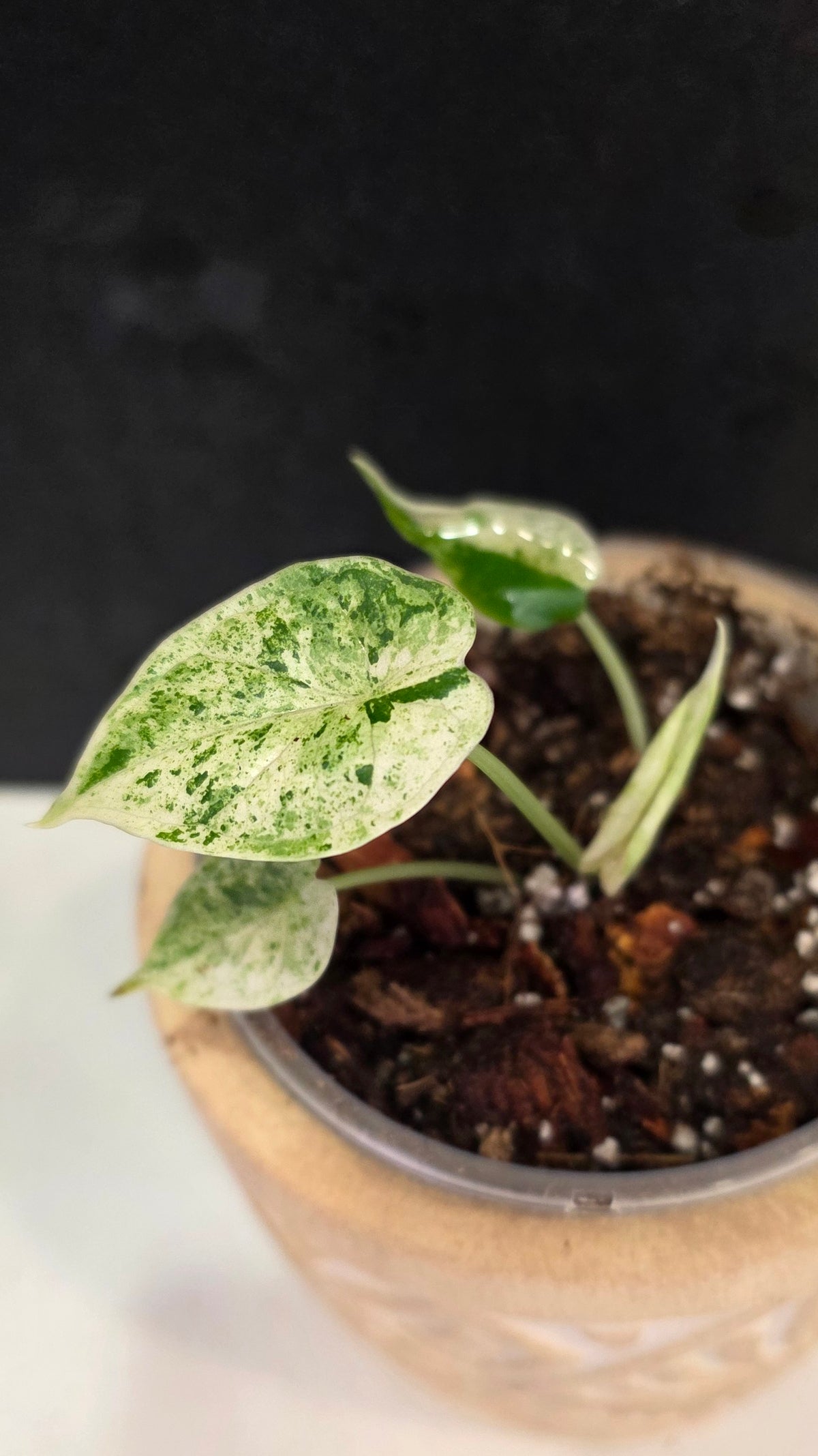 Alocasia Dragon Scale Mint E