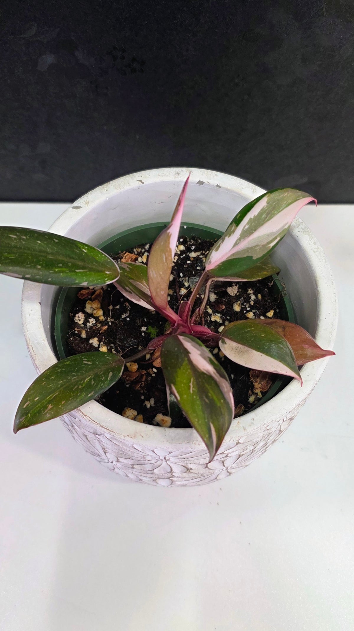 Philodendron Red Anderson A