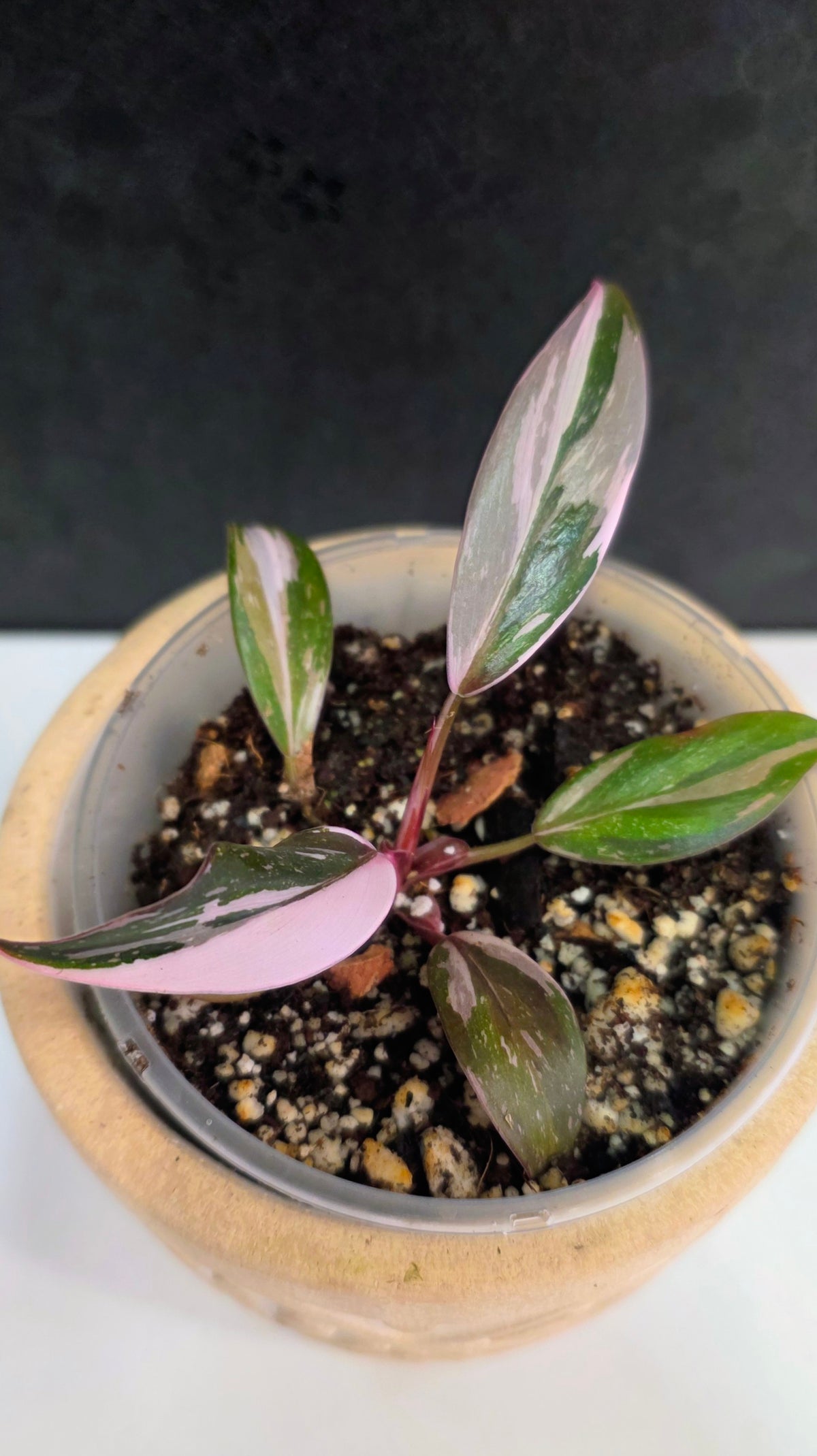 Philodendron Red Anderson B