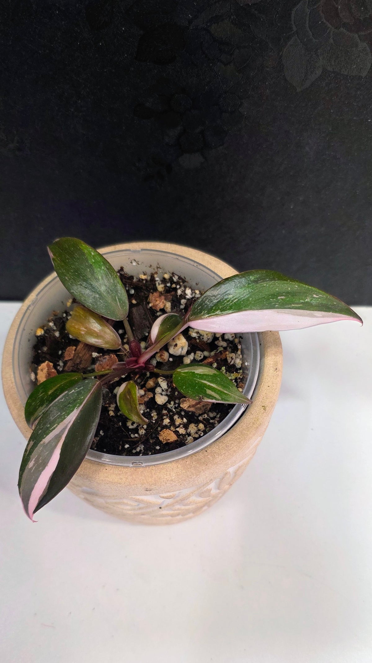 Philodendron Red Anderson E