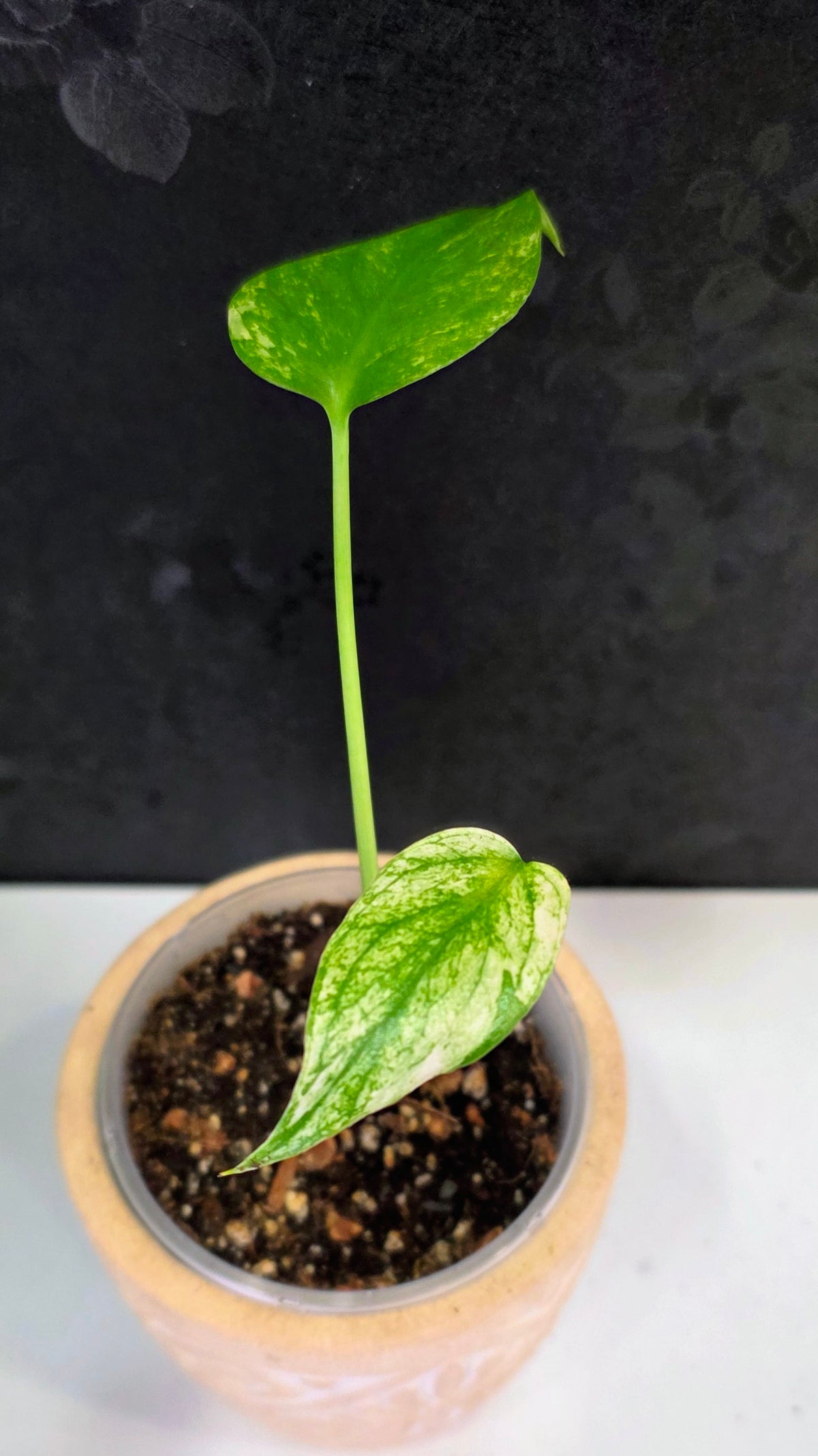 Monstera Mint 3.75"