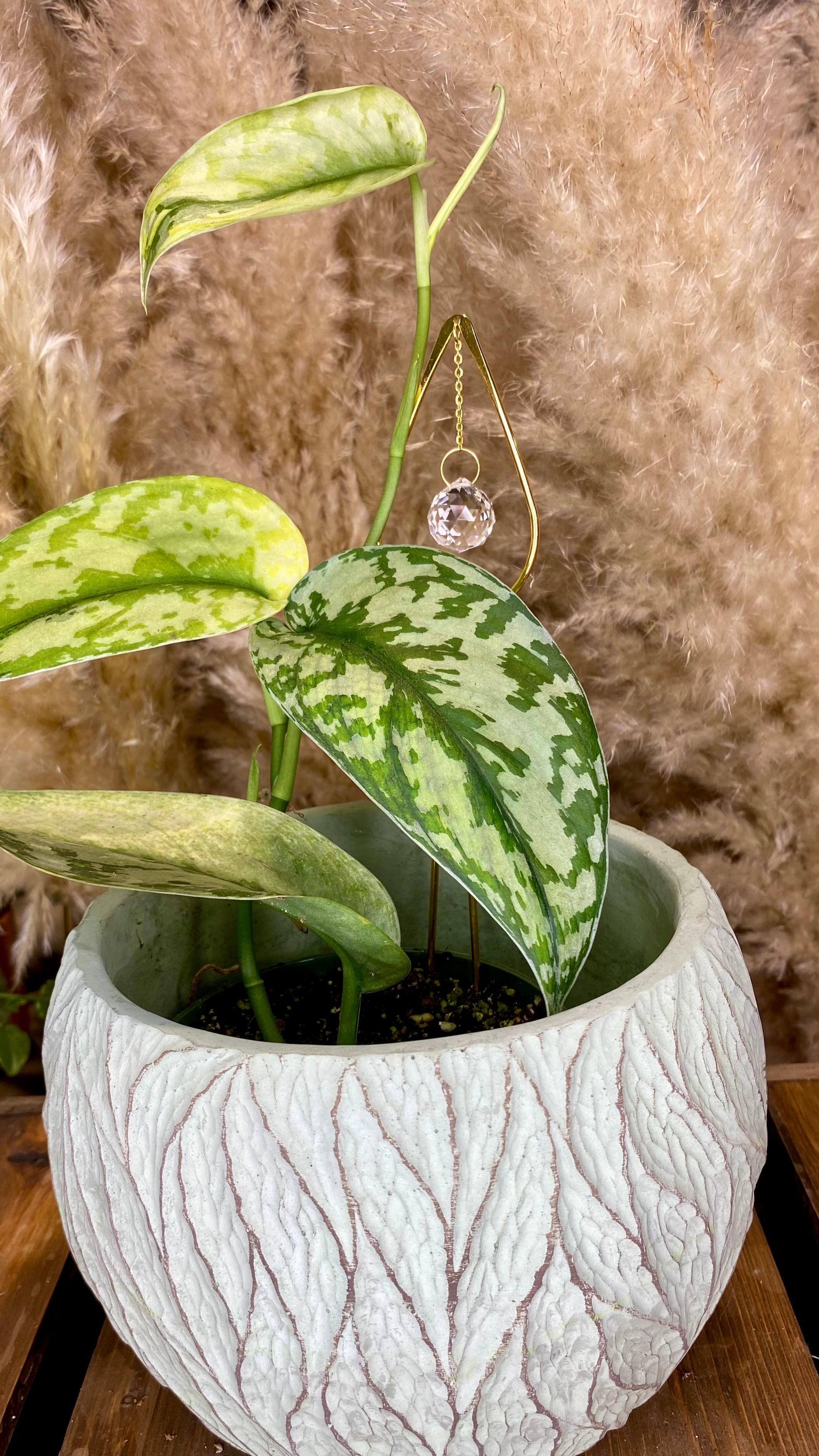 Scindapsus Lakambini Variegated (WS02)