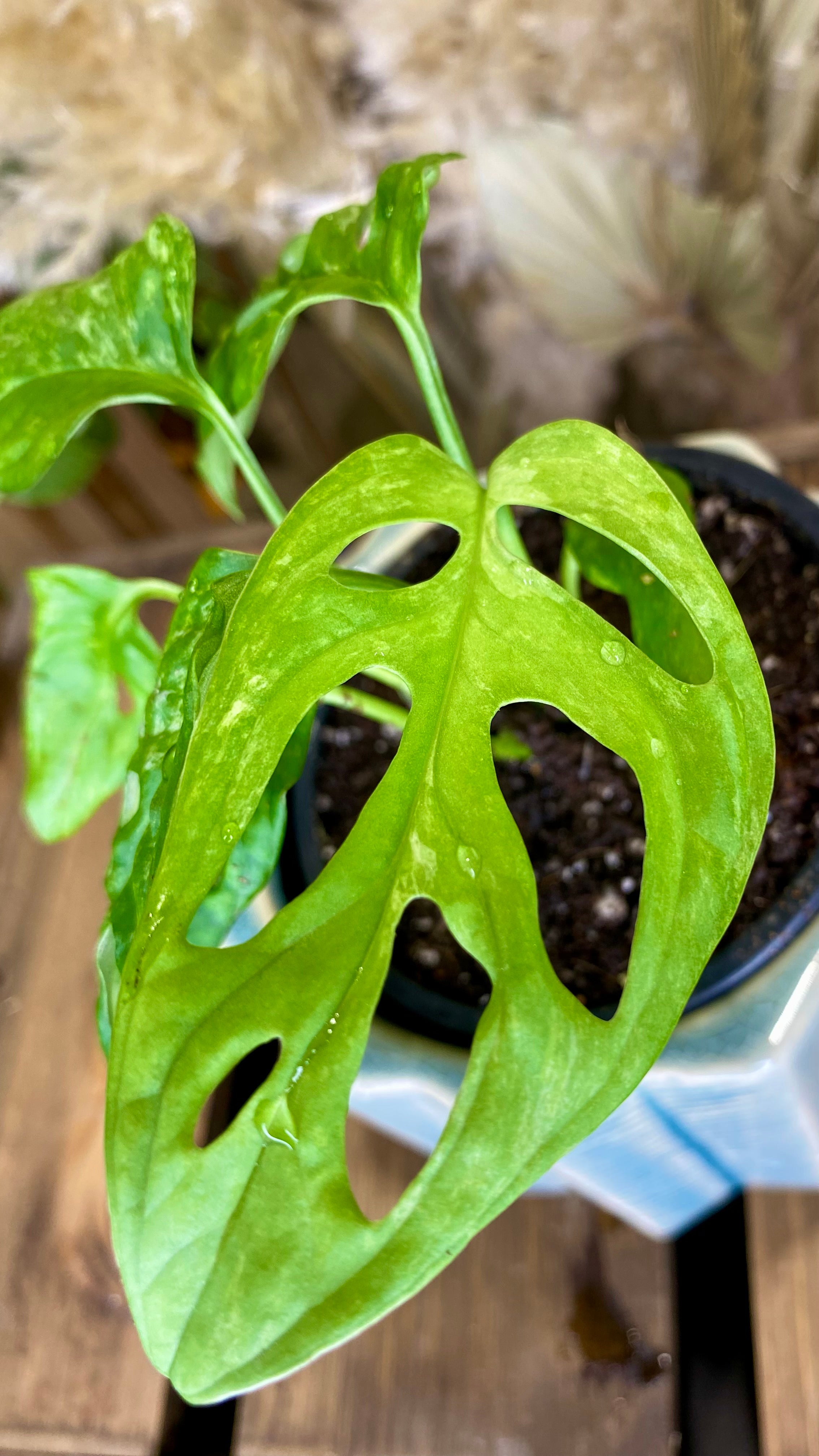 Monstera Adansonii Indo Variegated