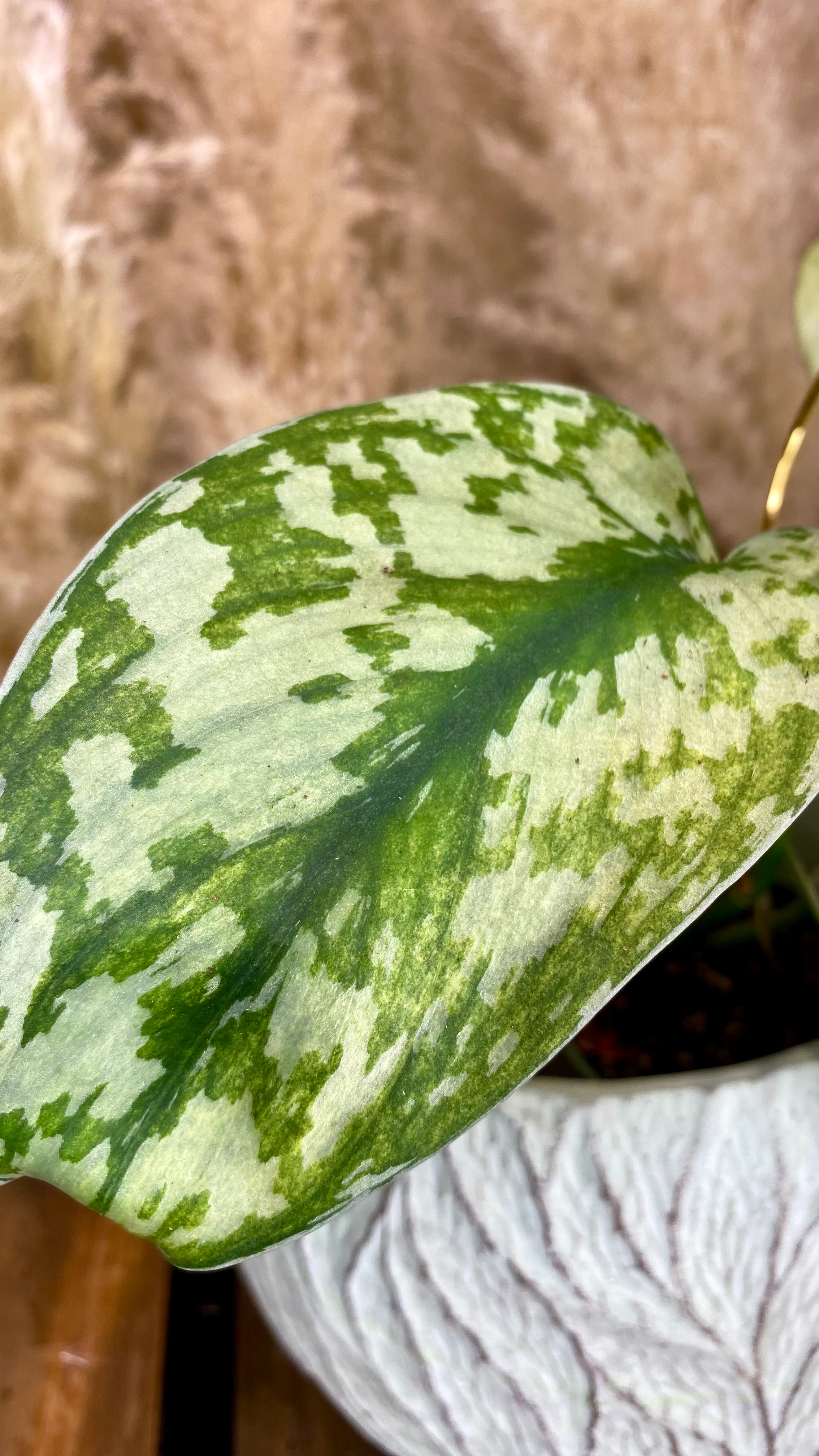 Scindapsus Lakambini Variegated (WS03)