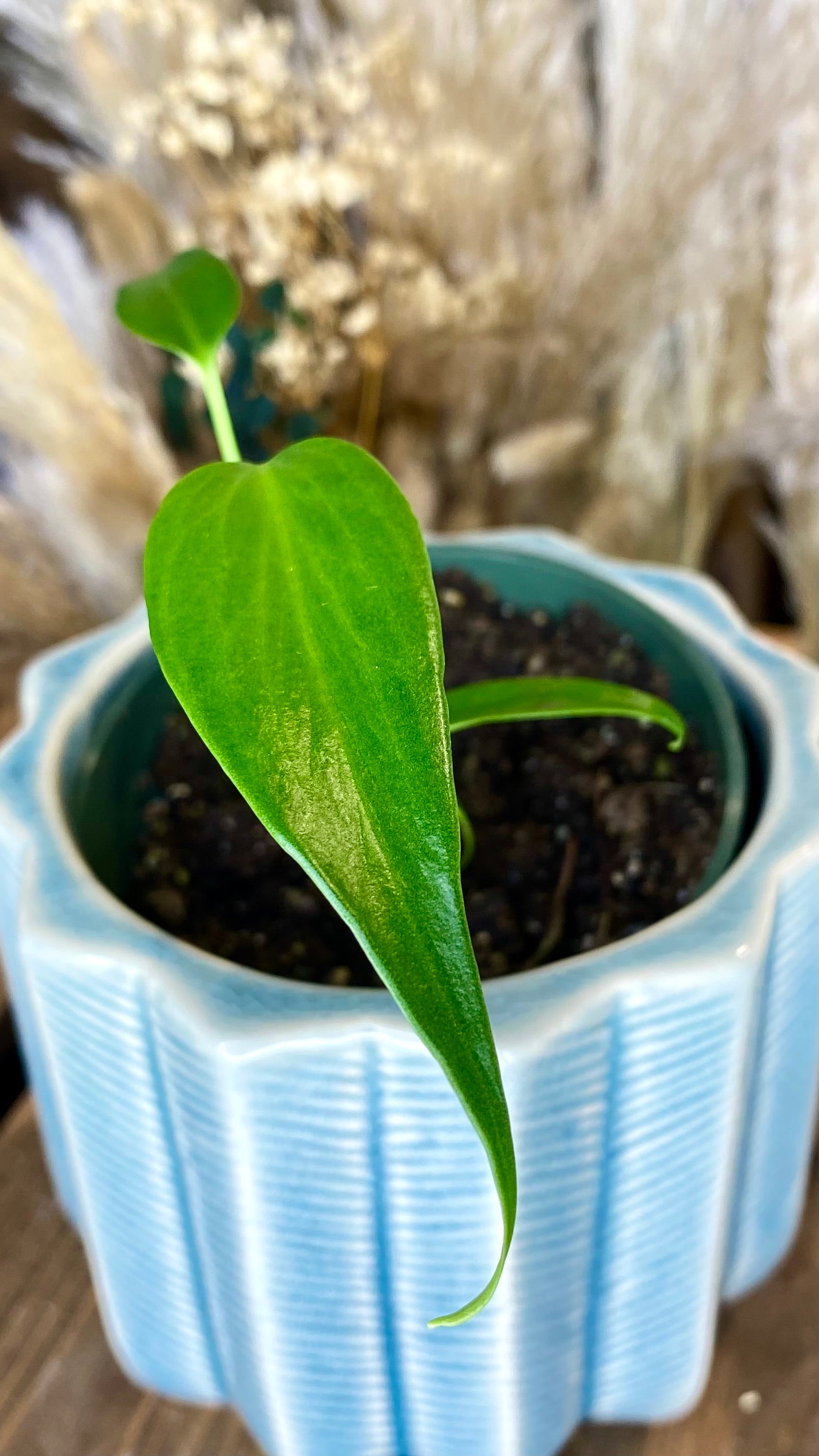 Monstera Burle Marx Flame (TC) 4”