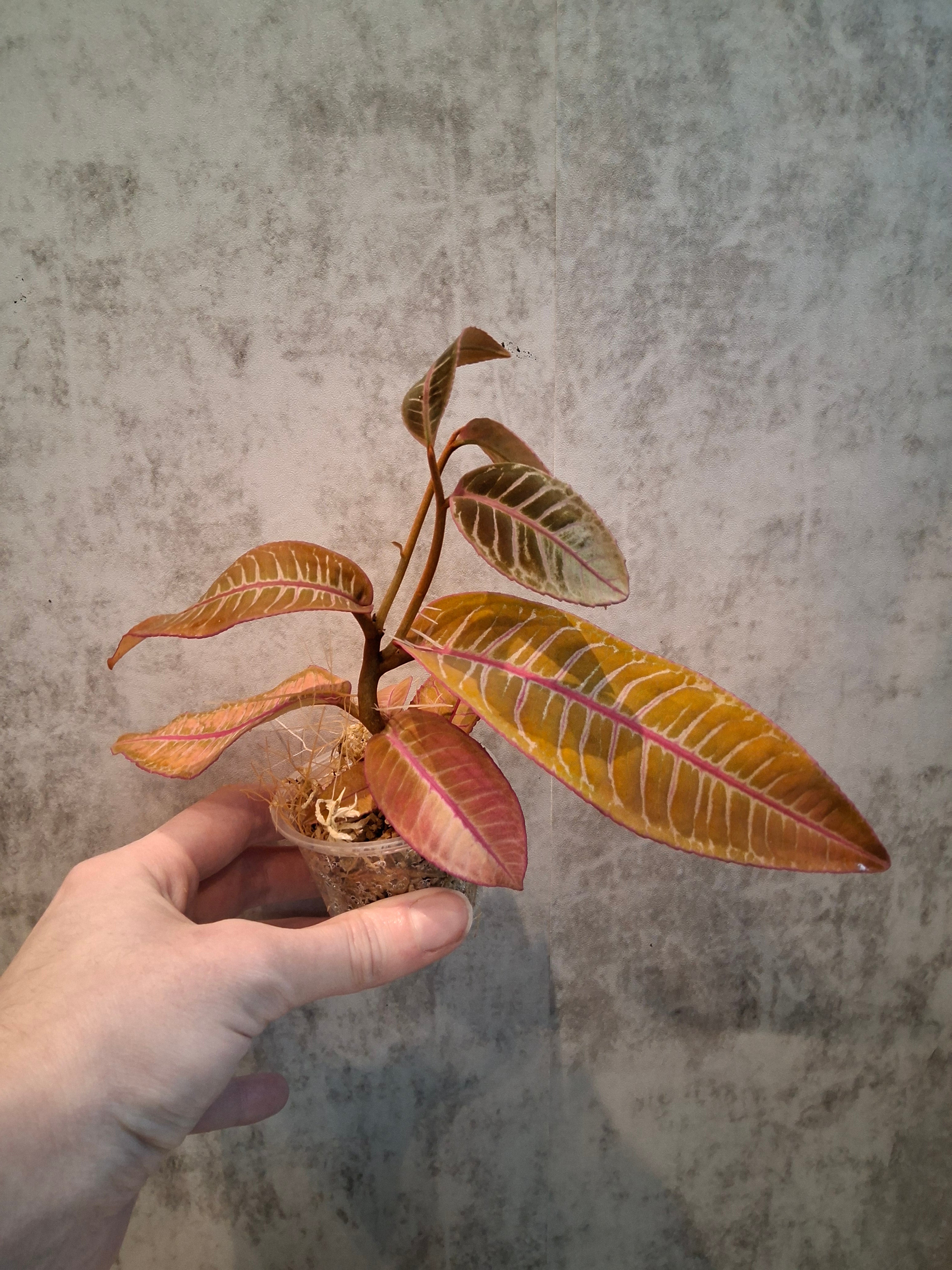 Labisia sp. Hot pink