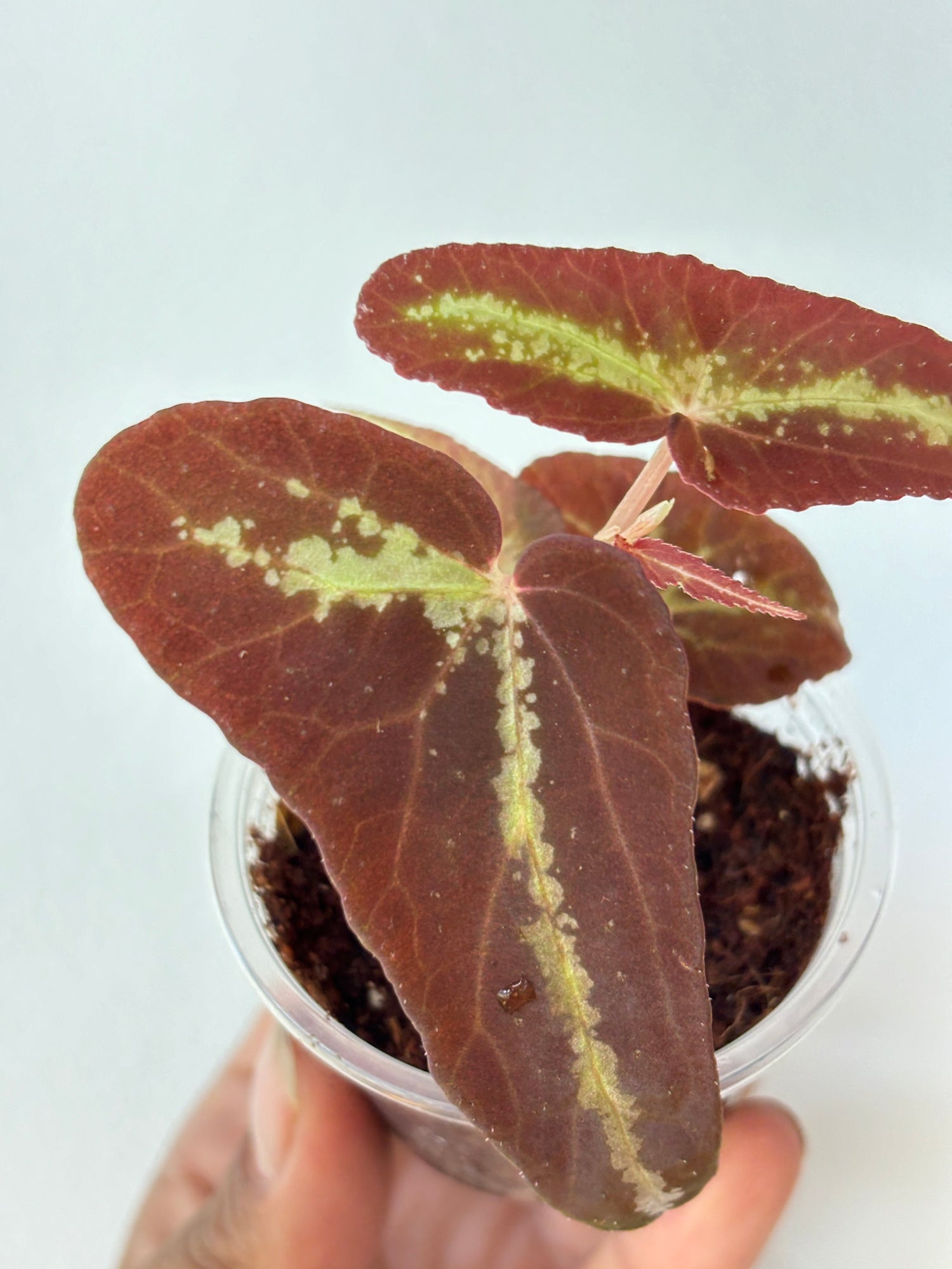 Begonia variabilis
