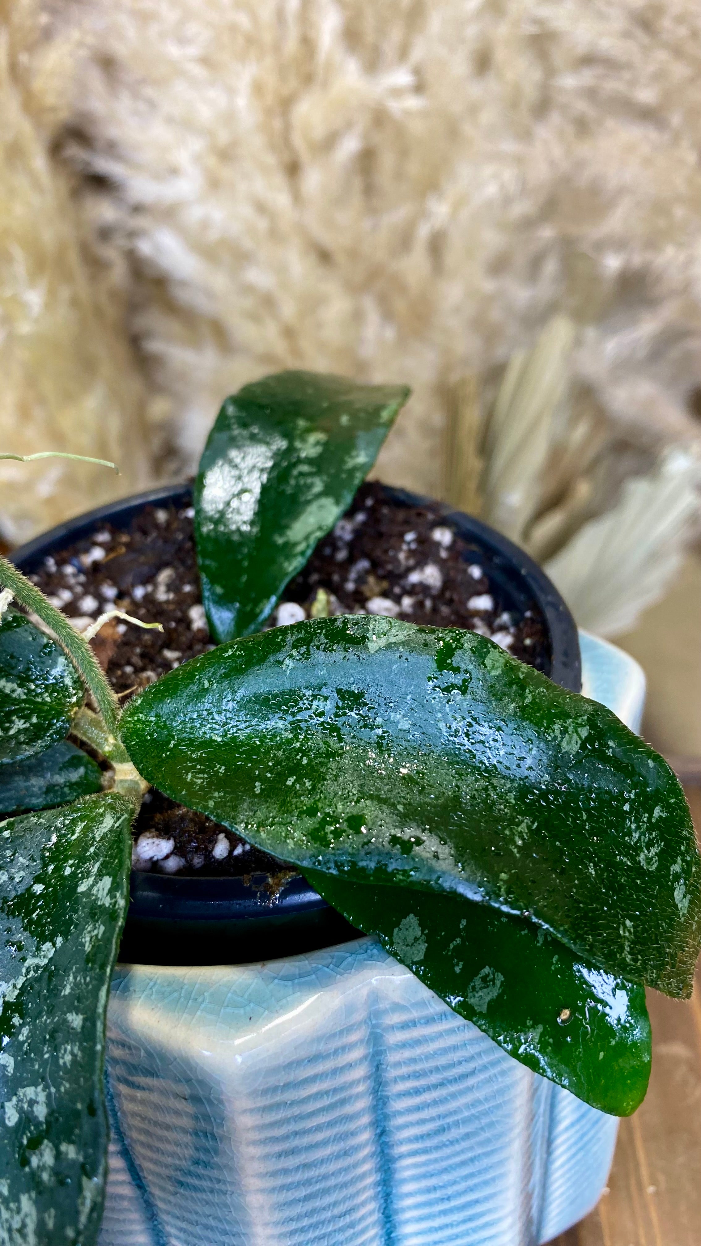 Hoya Phuwuaensis Splash