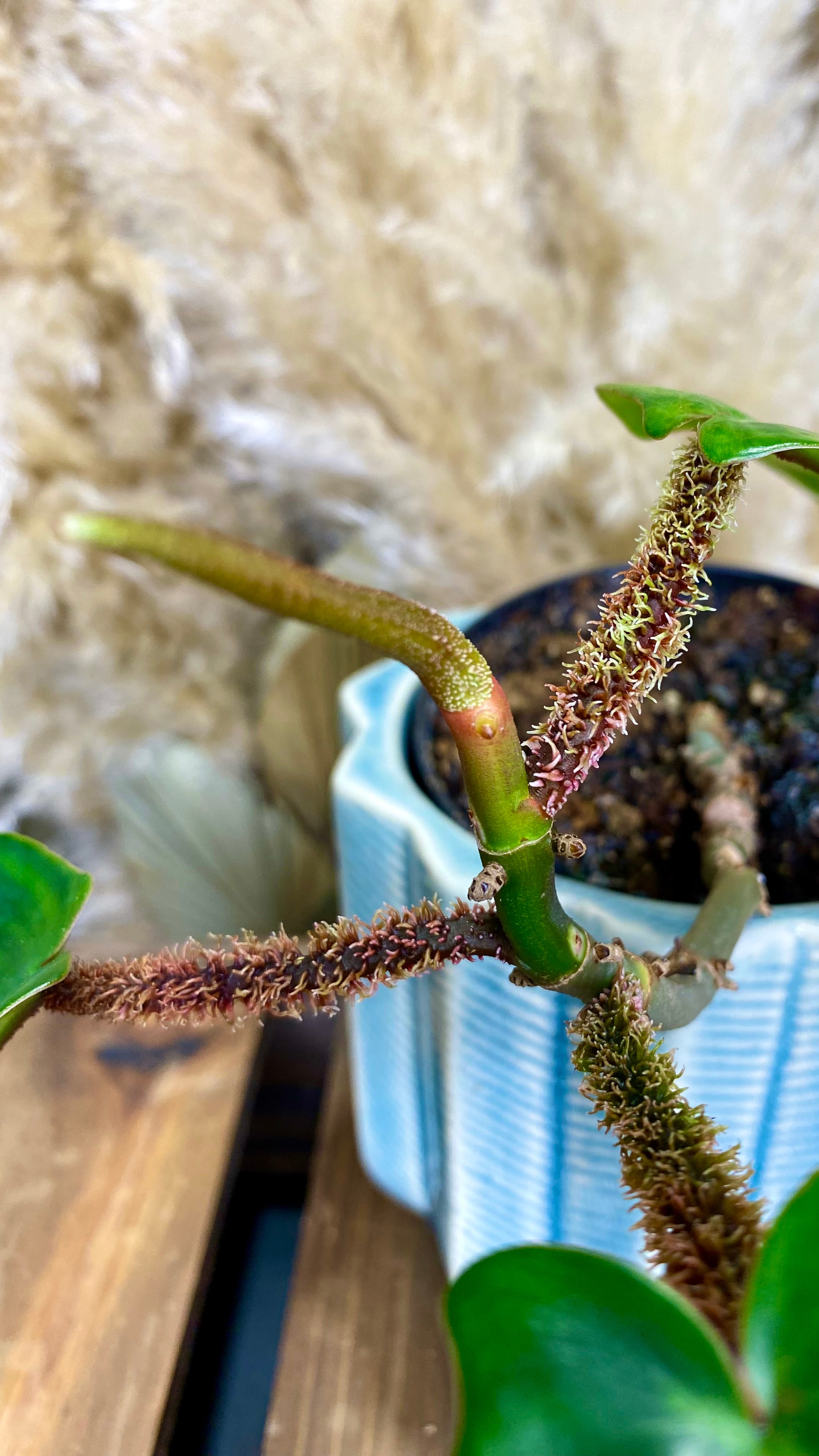 Philodendron Red Bristle