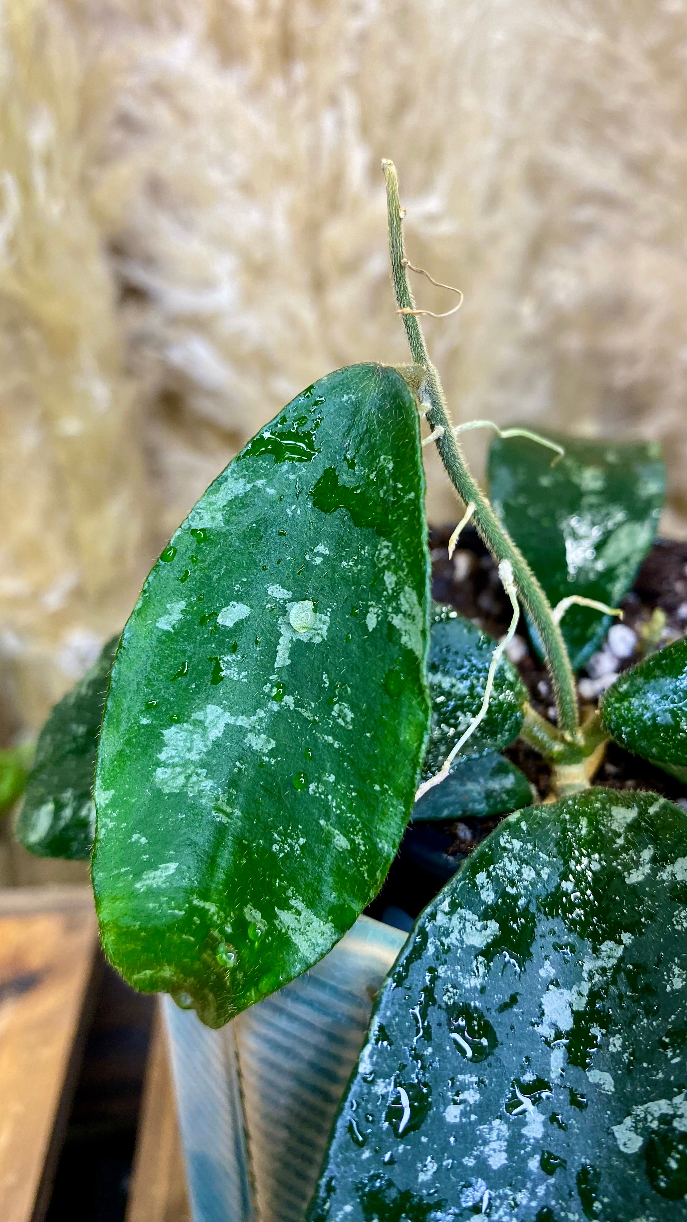 Hoya Phuwuaensis Splash