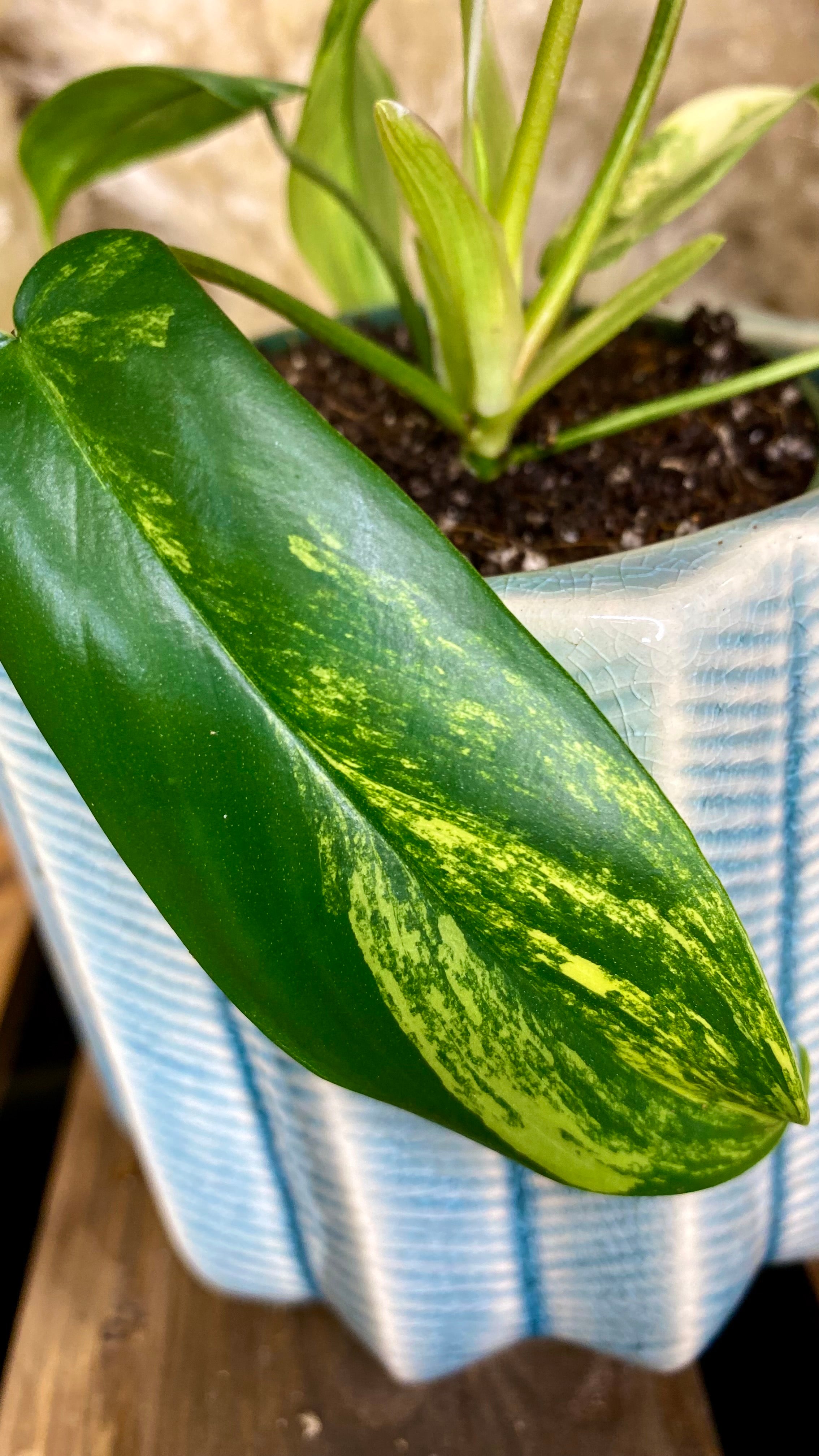 Philodendron Florida Beauty (WP49)