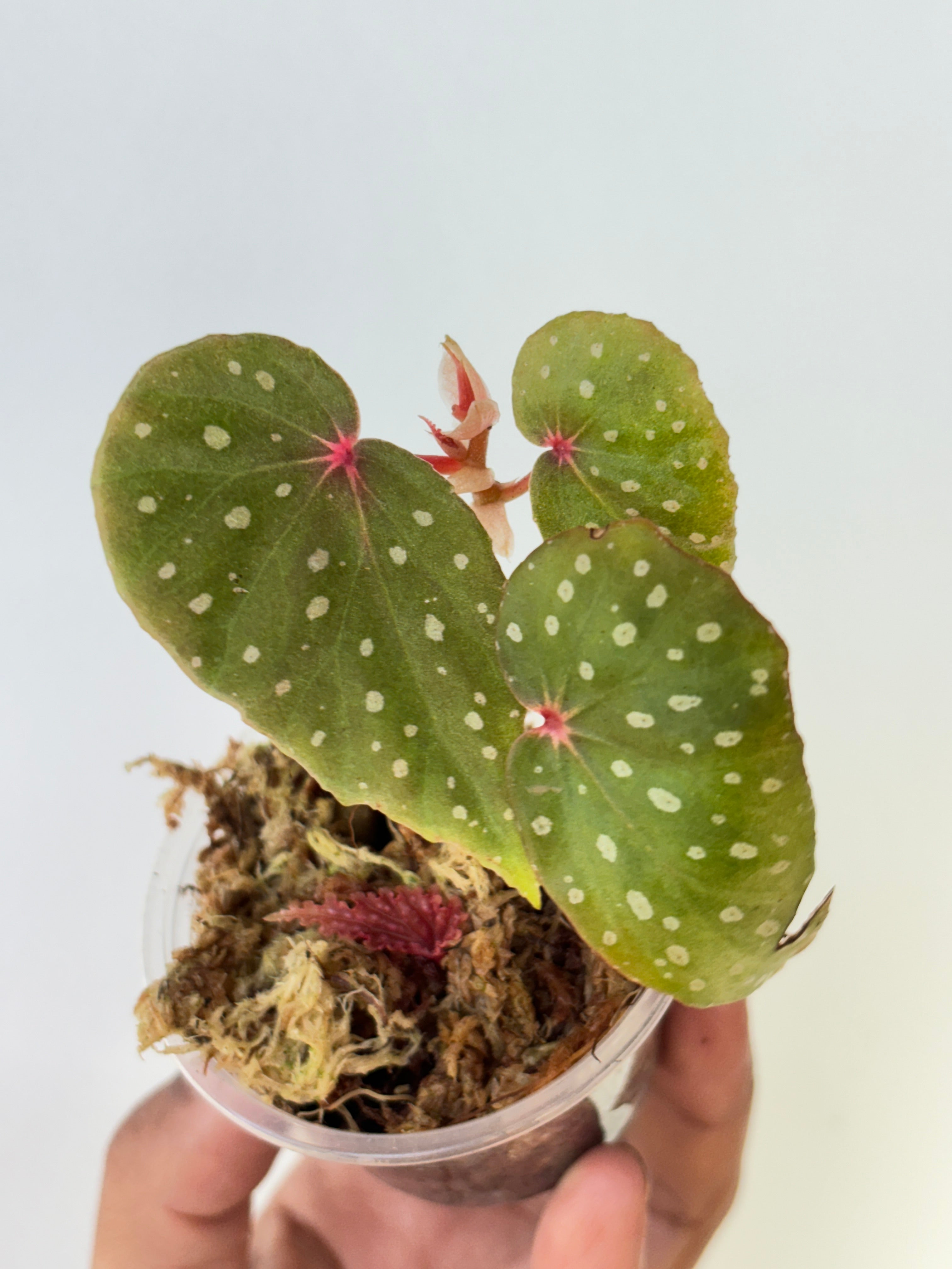 Begonia malachosticta