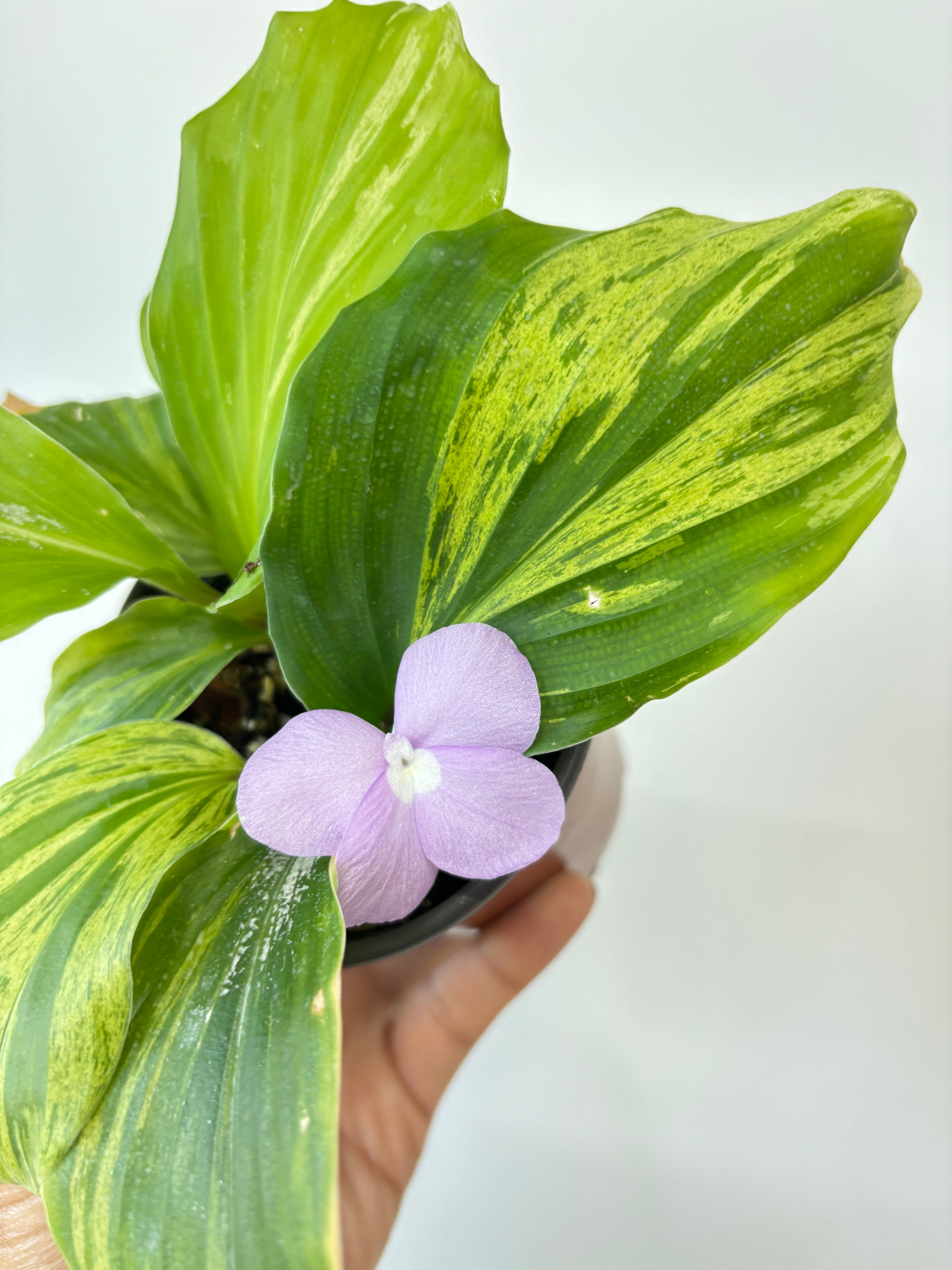 Kaempferia Variegated