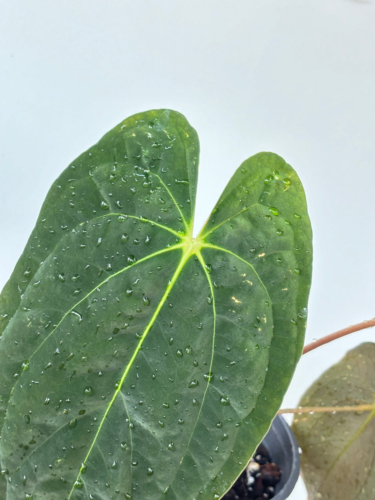Anthurium Papilliaminum (Pure)