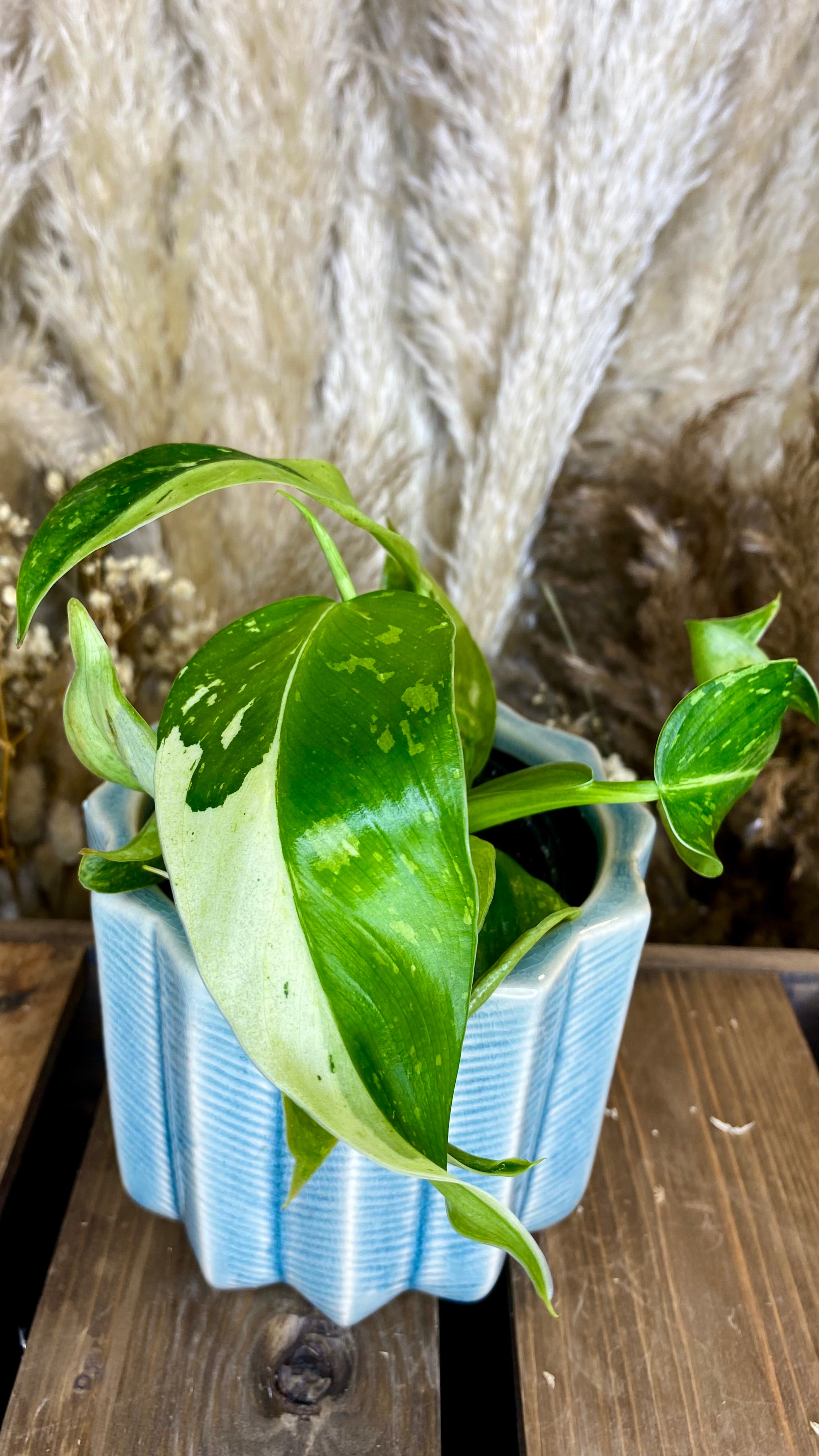 Philodendron Jose Bueno (WP67)