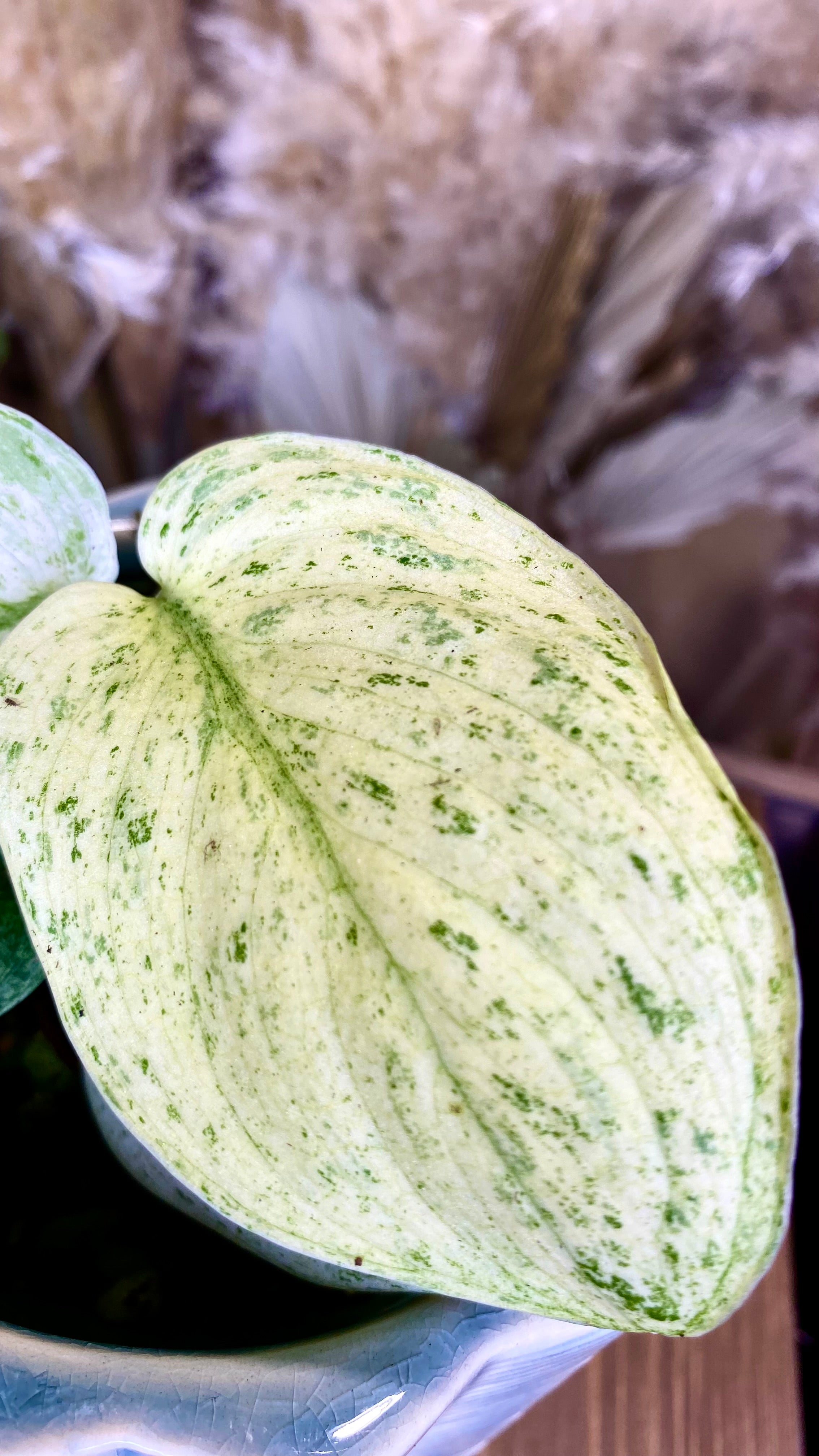 Scindapsus Creme Brulee (WP23)