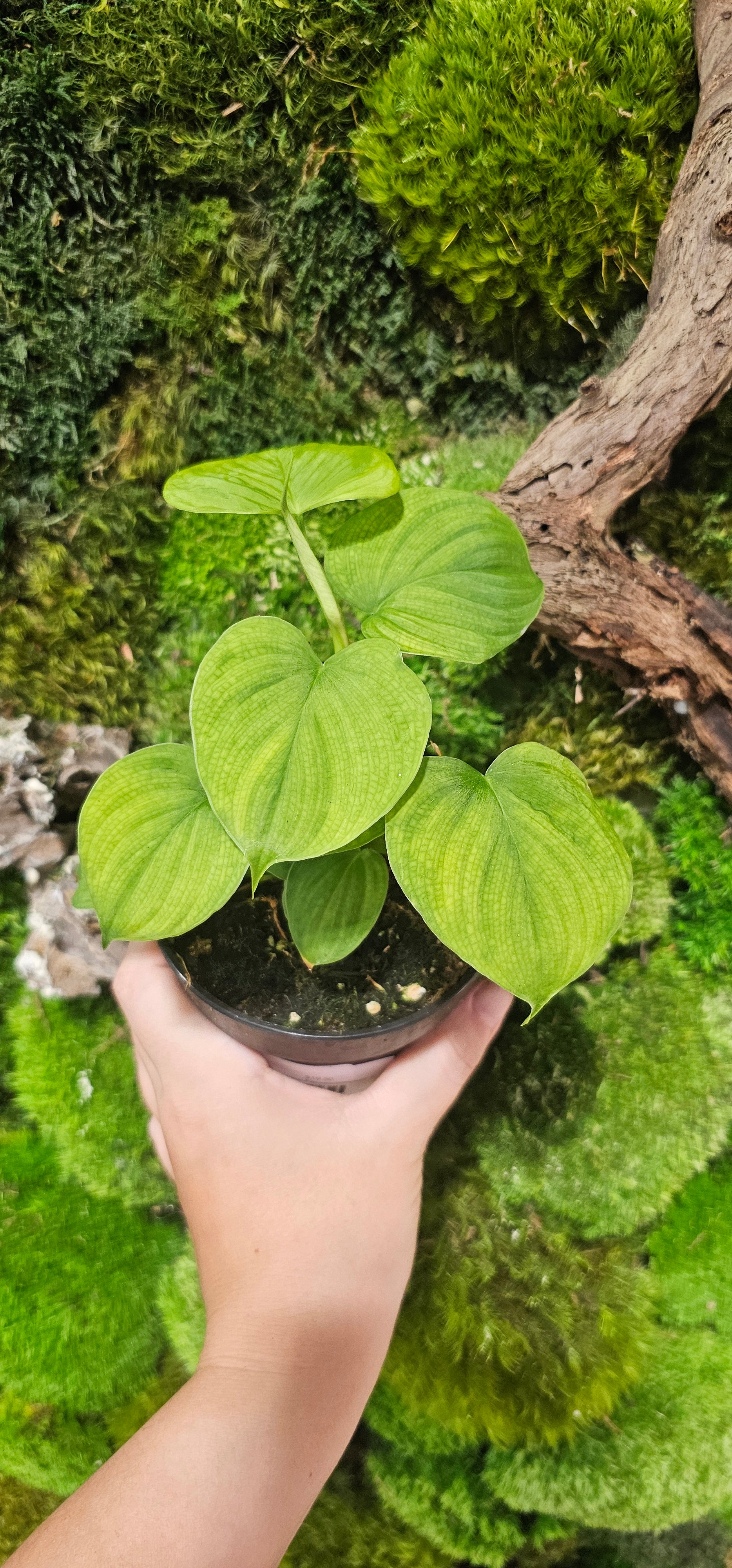 Philodendron Fibraecataphyllum 4"