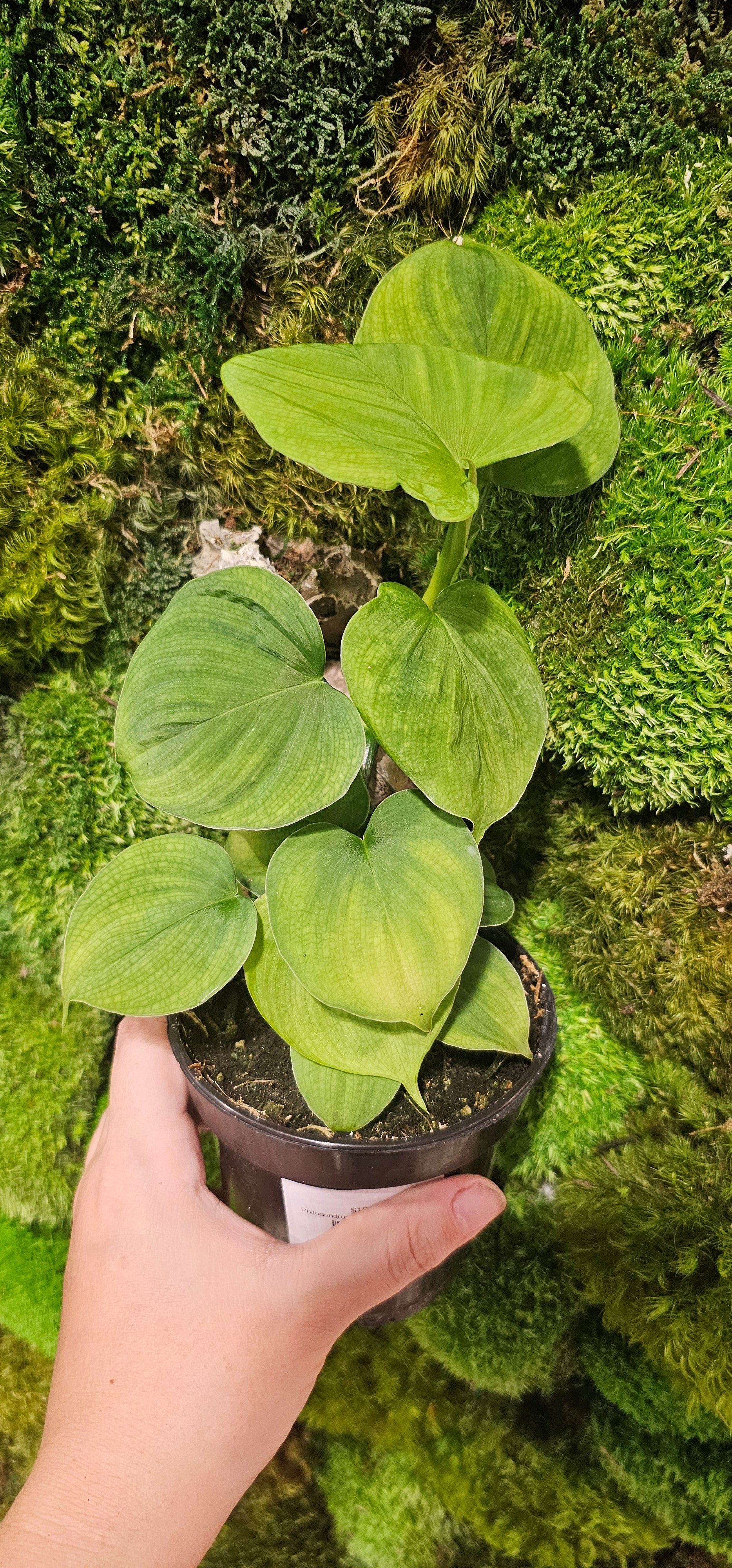 Philodendron Fibraecataphyllum 4"
