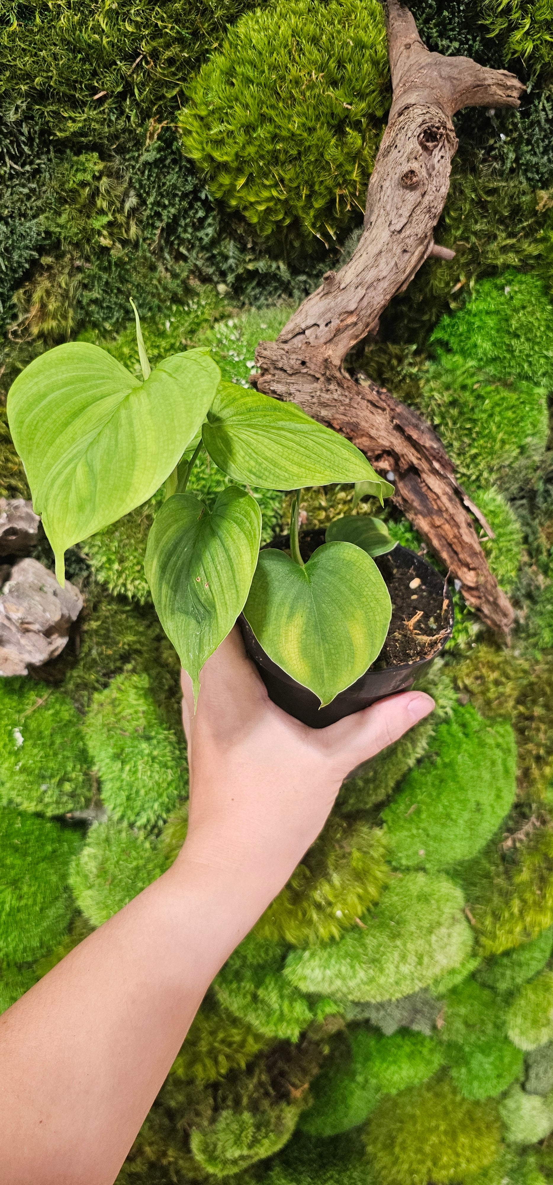 Philodendron Fibraecataphyllum 4"