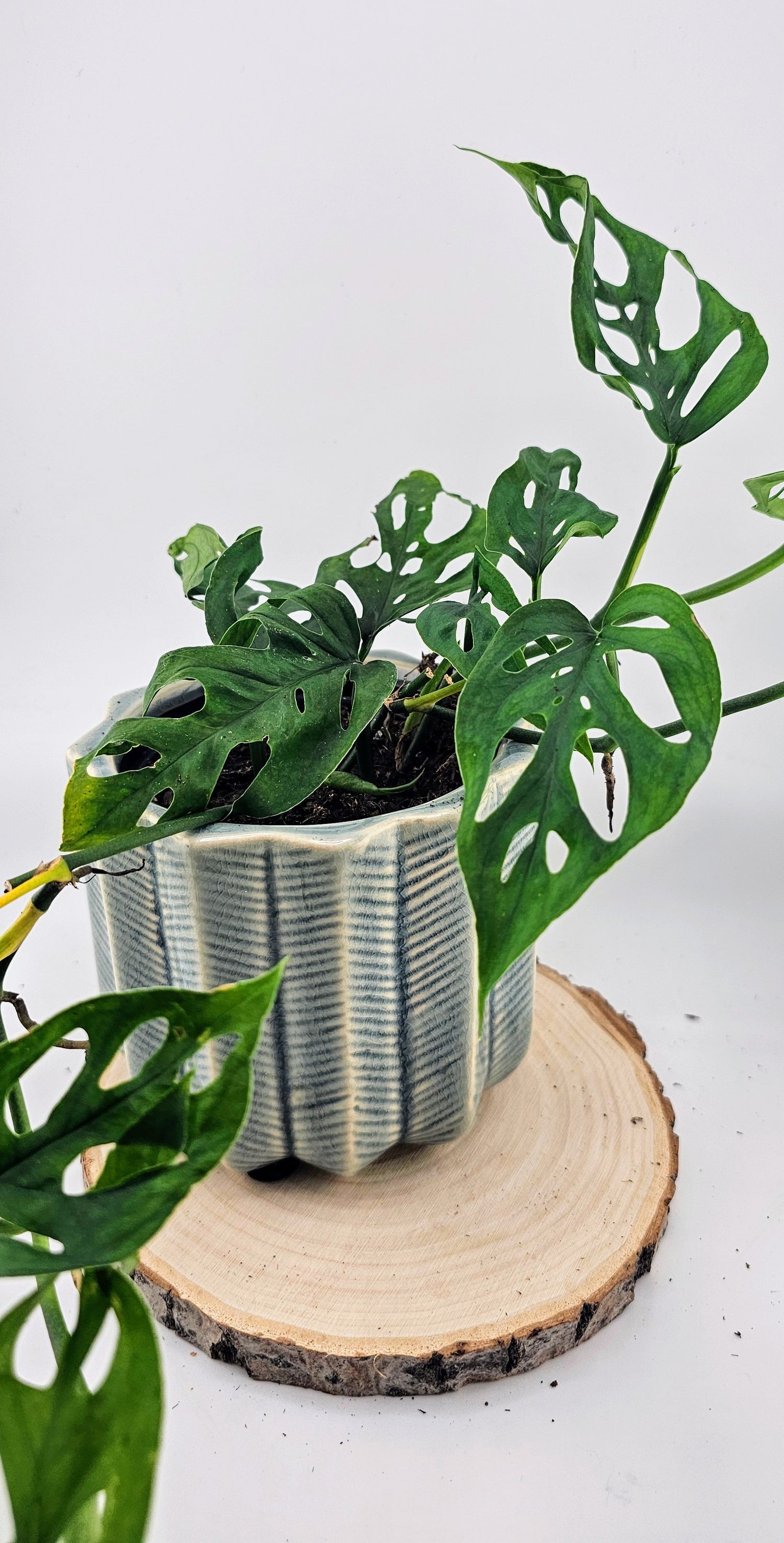 Monstera Adansonii 4"