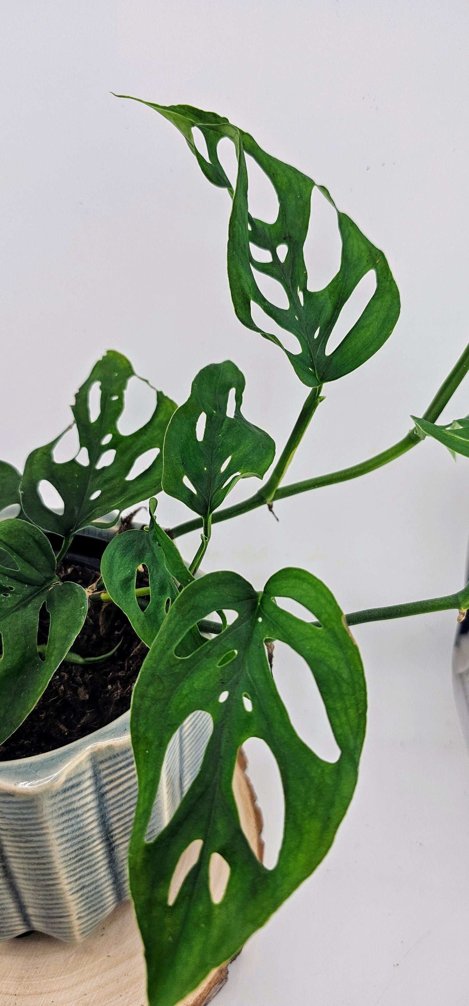 Monstera Adansonii 4"